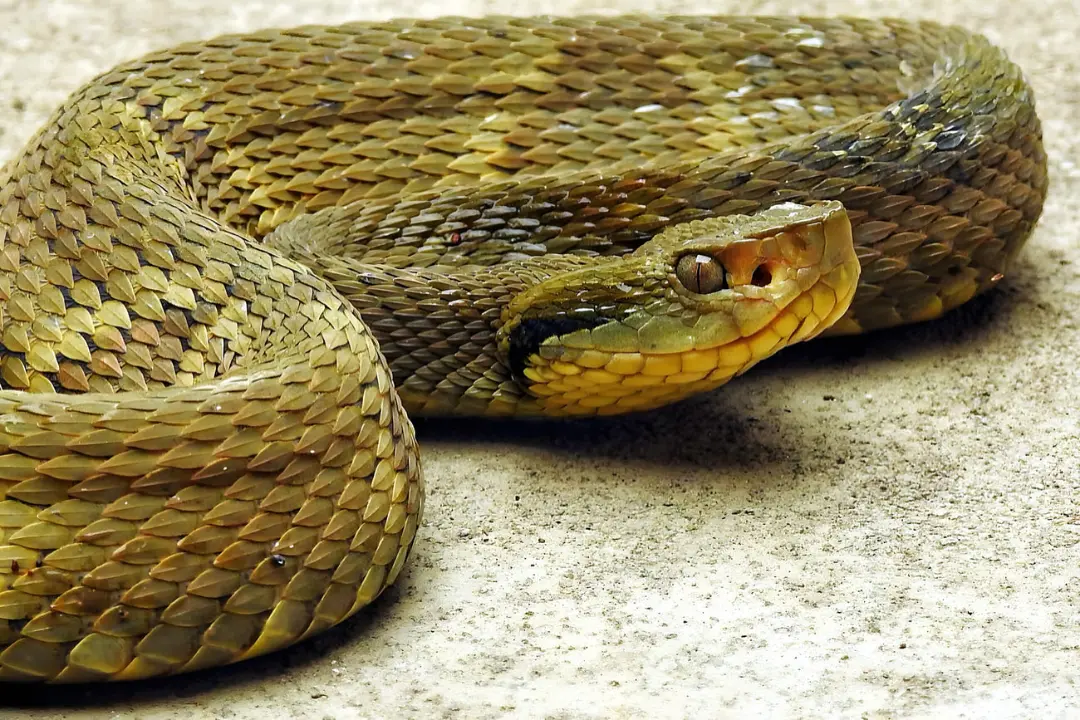 مار جارا جارا (Bothrops jararaca) با پوست پولک‌دار روی زمین