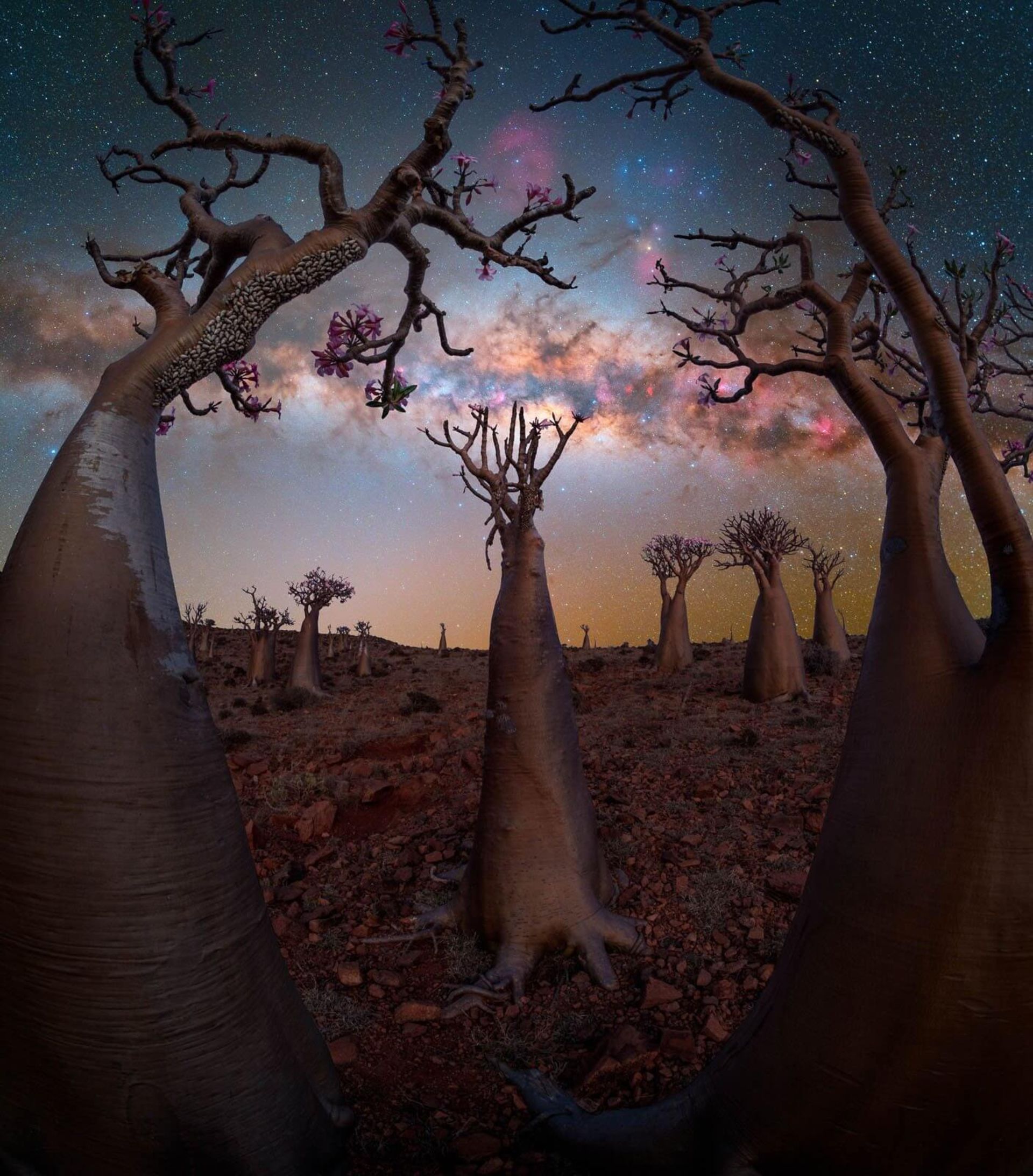 بهشت Bottle Tree اثر بنجامین برکات