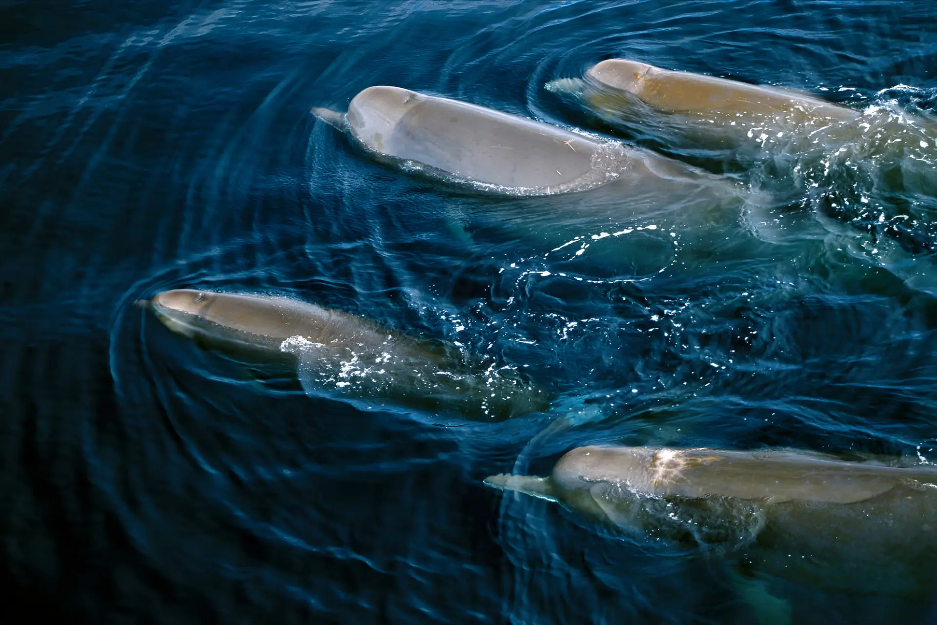 نهنگ‌های بینی‌بطری (Bottlenose whales) در حال شنا کردن در آب‌های آبی اقیانوس