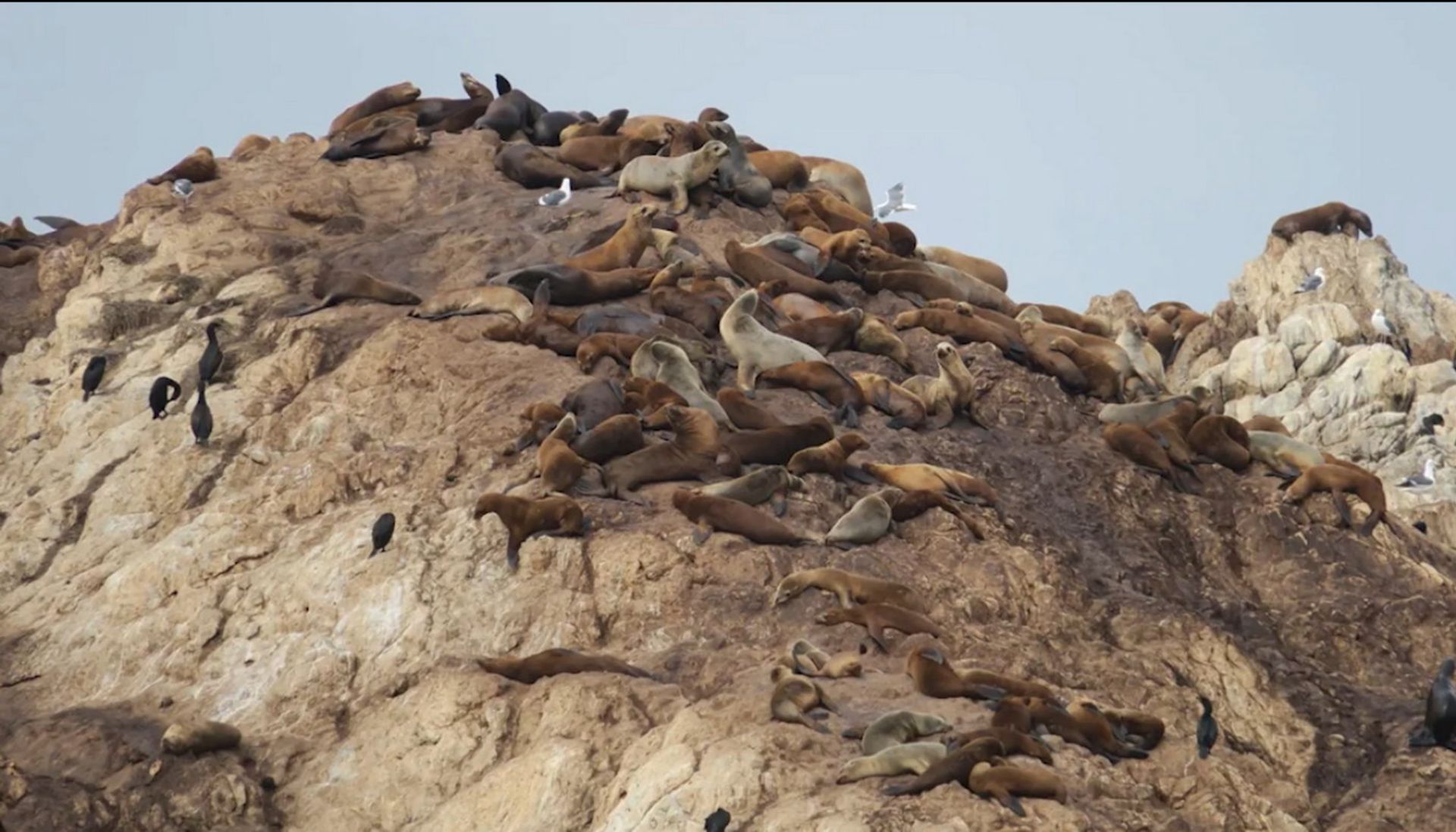 گروهی از فک‌ها روی صخره‌ای دراز کشیده‌اند