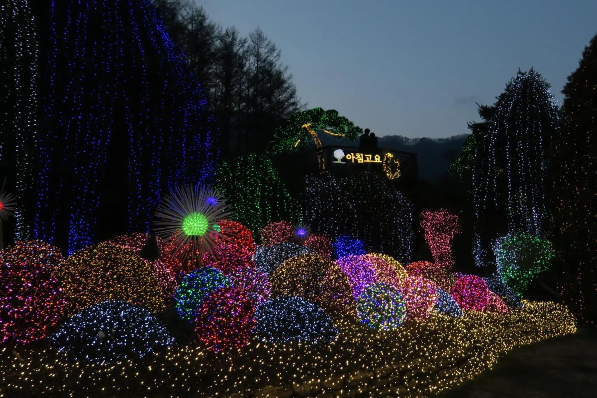 چراغانی درخت‌ها