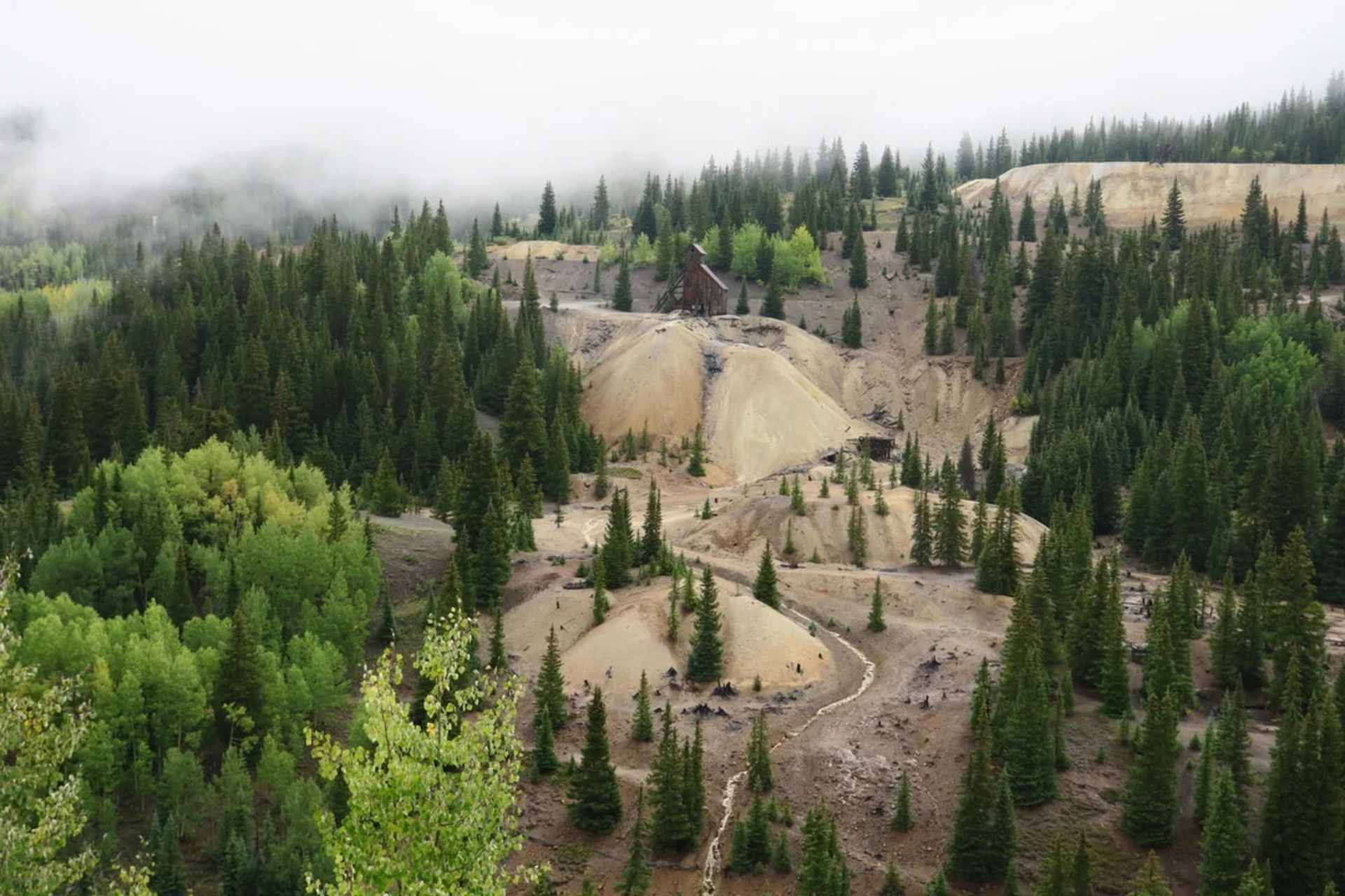 منطقه‌ای استپ‌مانند با درخت‌ها و مه