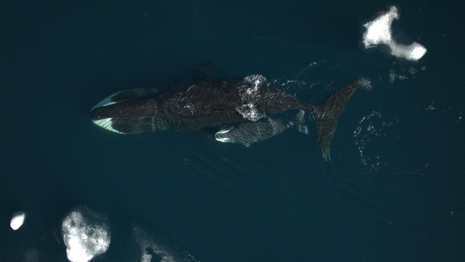 نهنگ قطبی در شمالگان