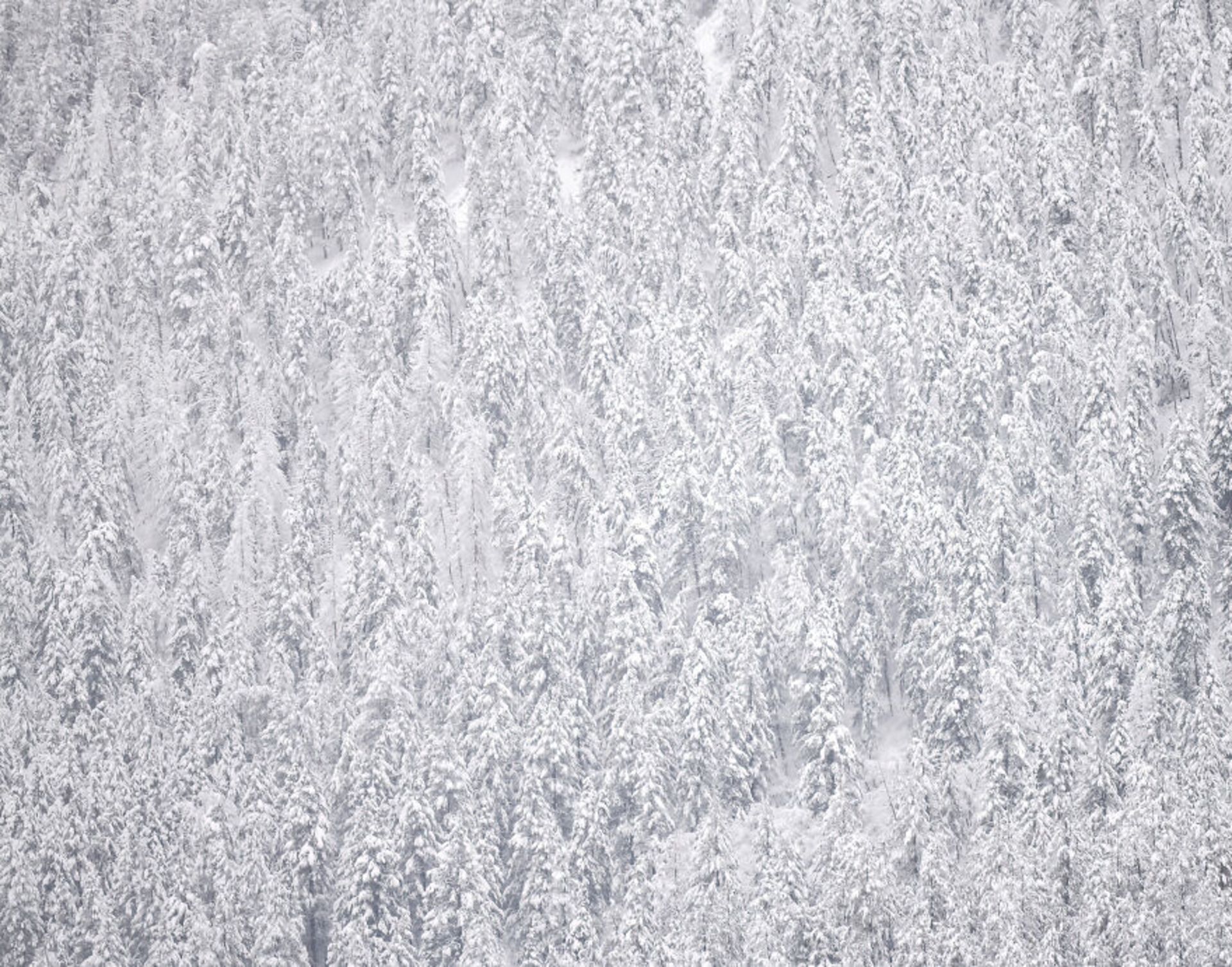 جنگل برفی درختان یخ زده سفید