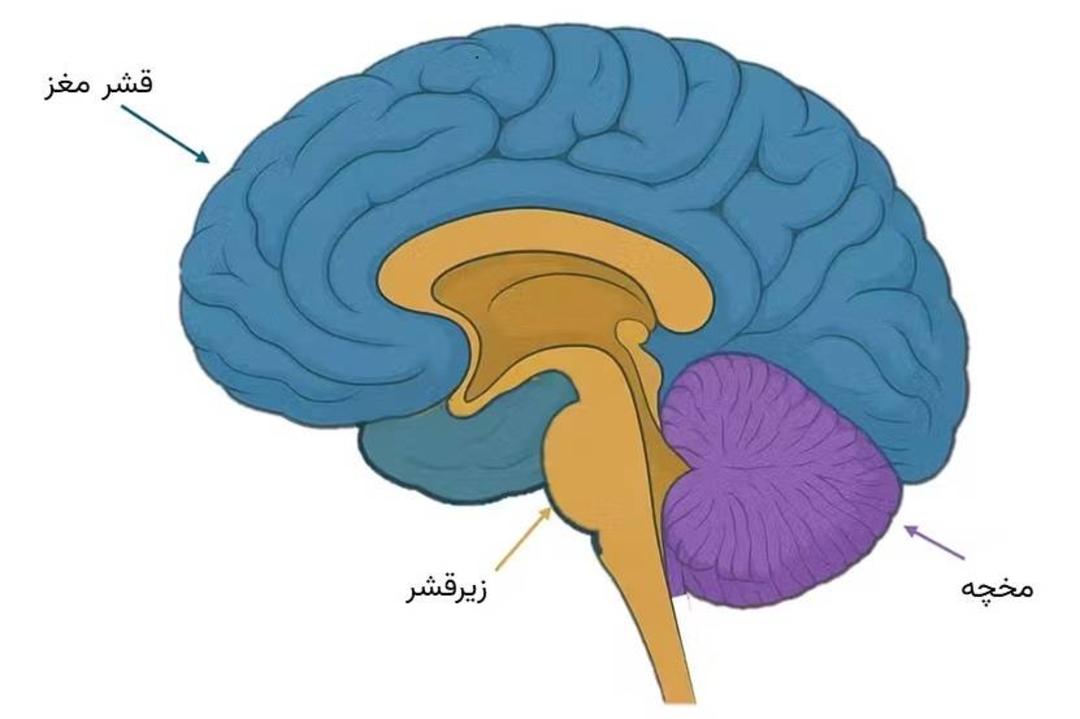 تصویر مغز 