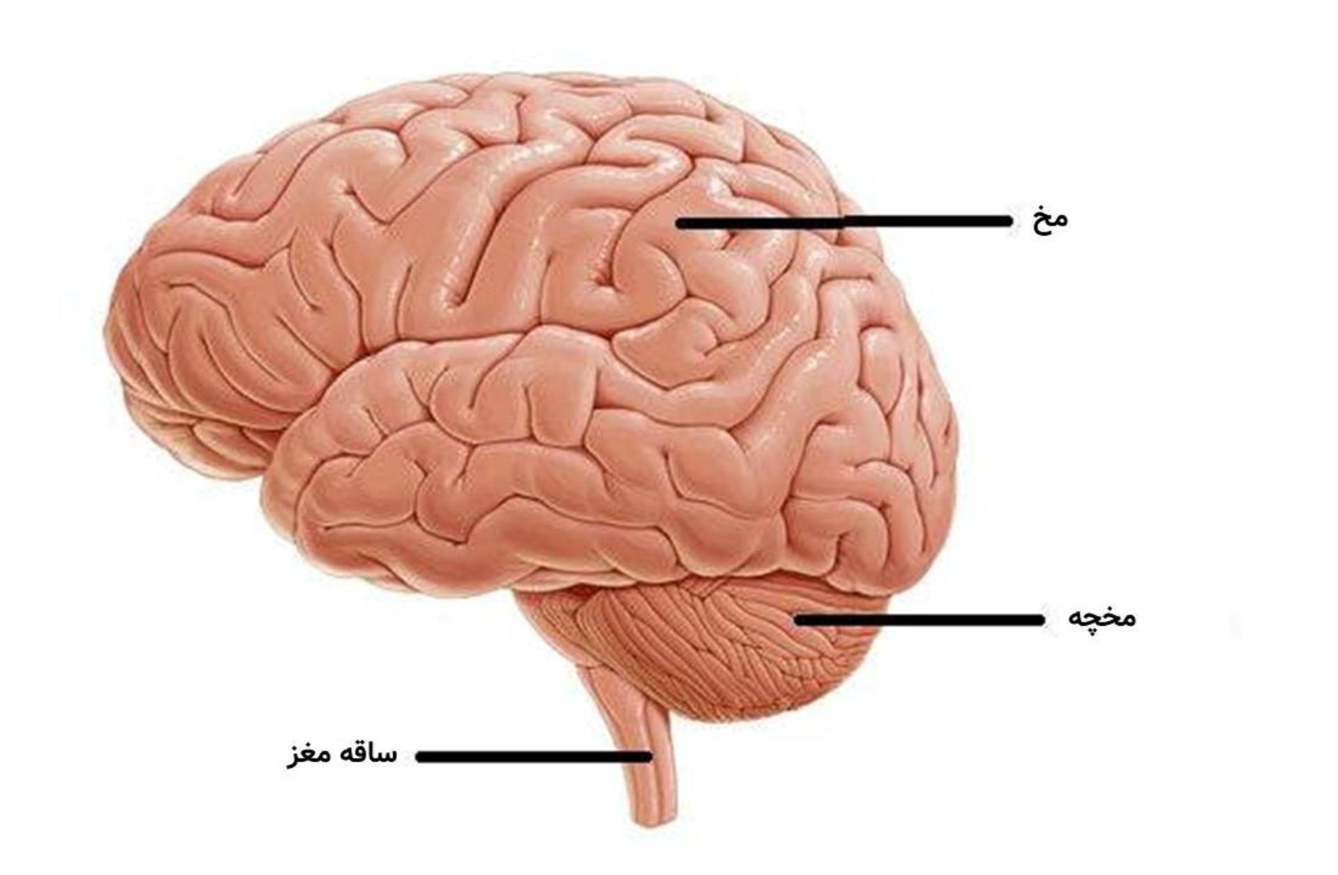 مغز انسان