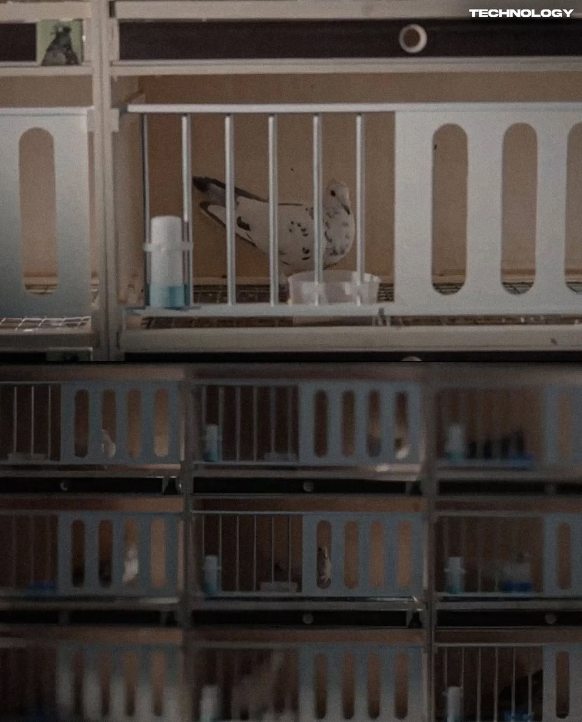 یک کبوتر سفید با تراشه‌ی مغزی در قفس