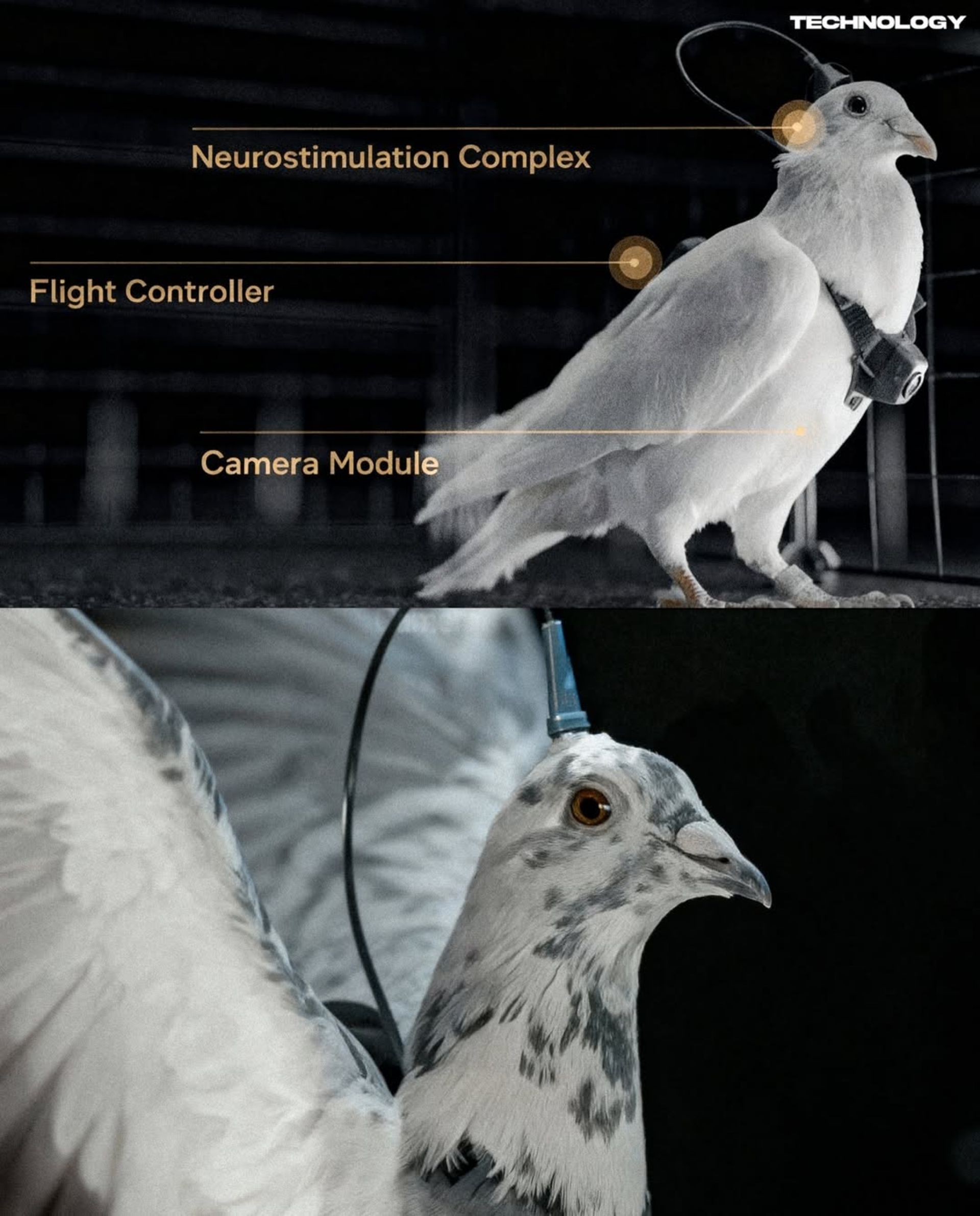 یک کبوتر سفید با تراشه‌ی مغزی ایستاده