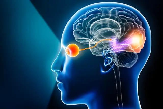 قدرت سازگاری مغز؛ انسان چگونه پس از نابینایی دوباره با جهان ارتباط برقرار می‌کند؟
