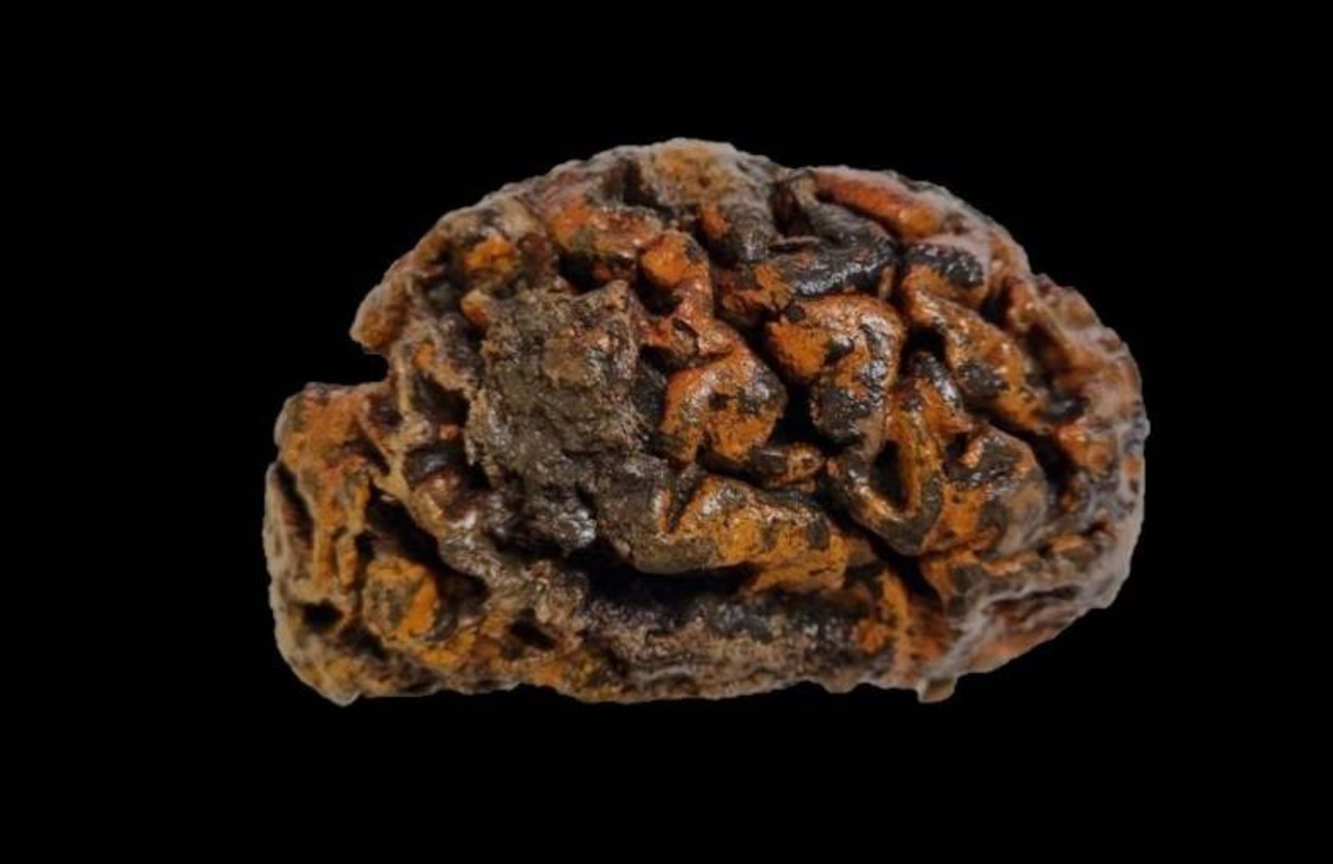 مغز انسان باستانی از بلژیک