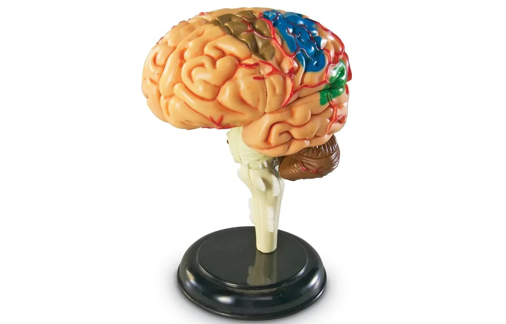 مدل مغز