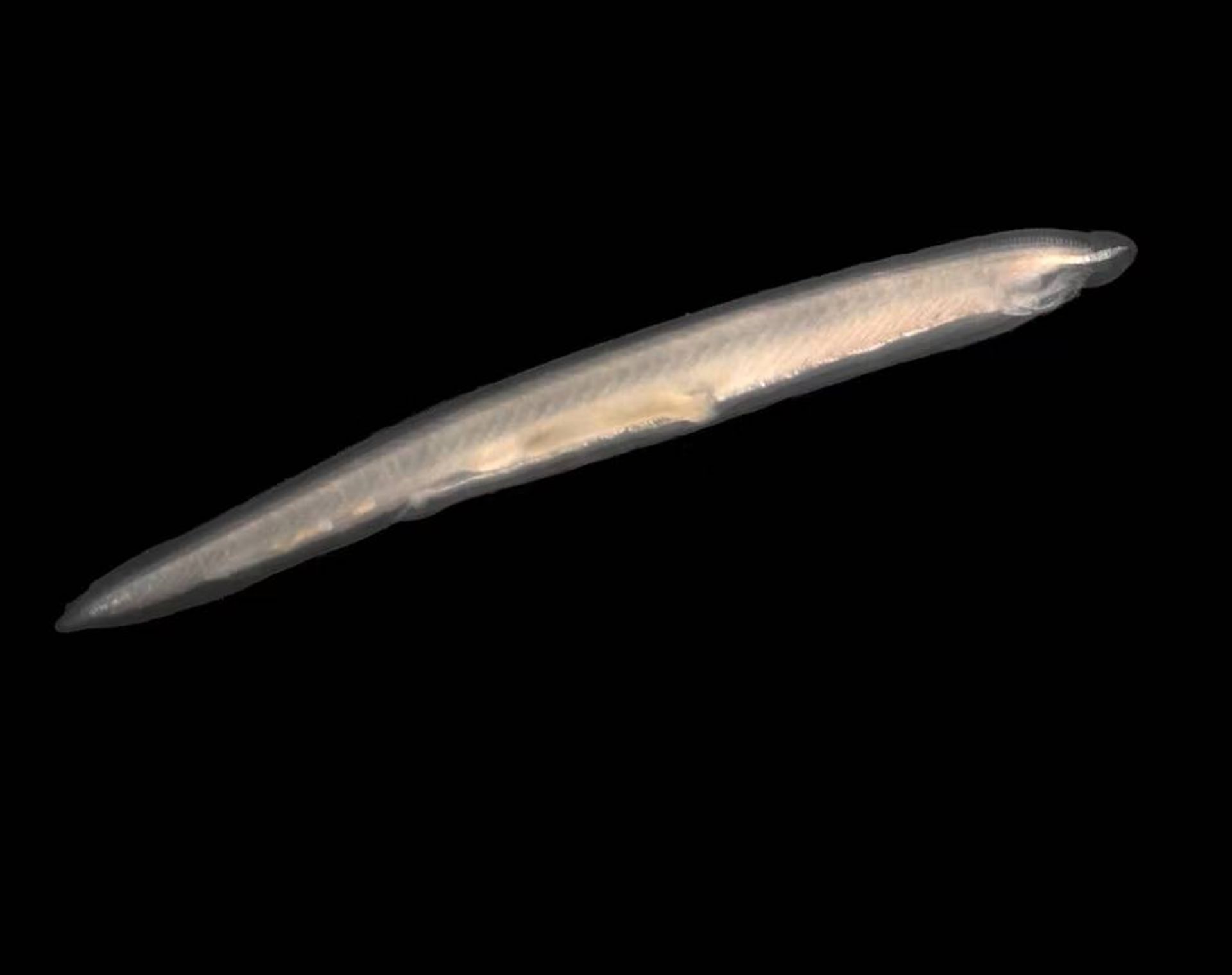 آبشش‌ دهان نیزکی