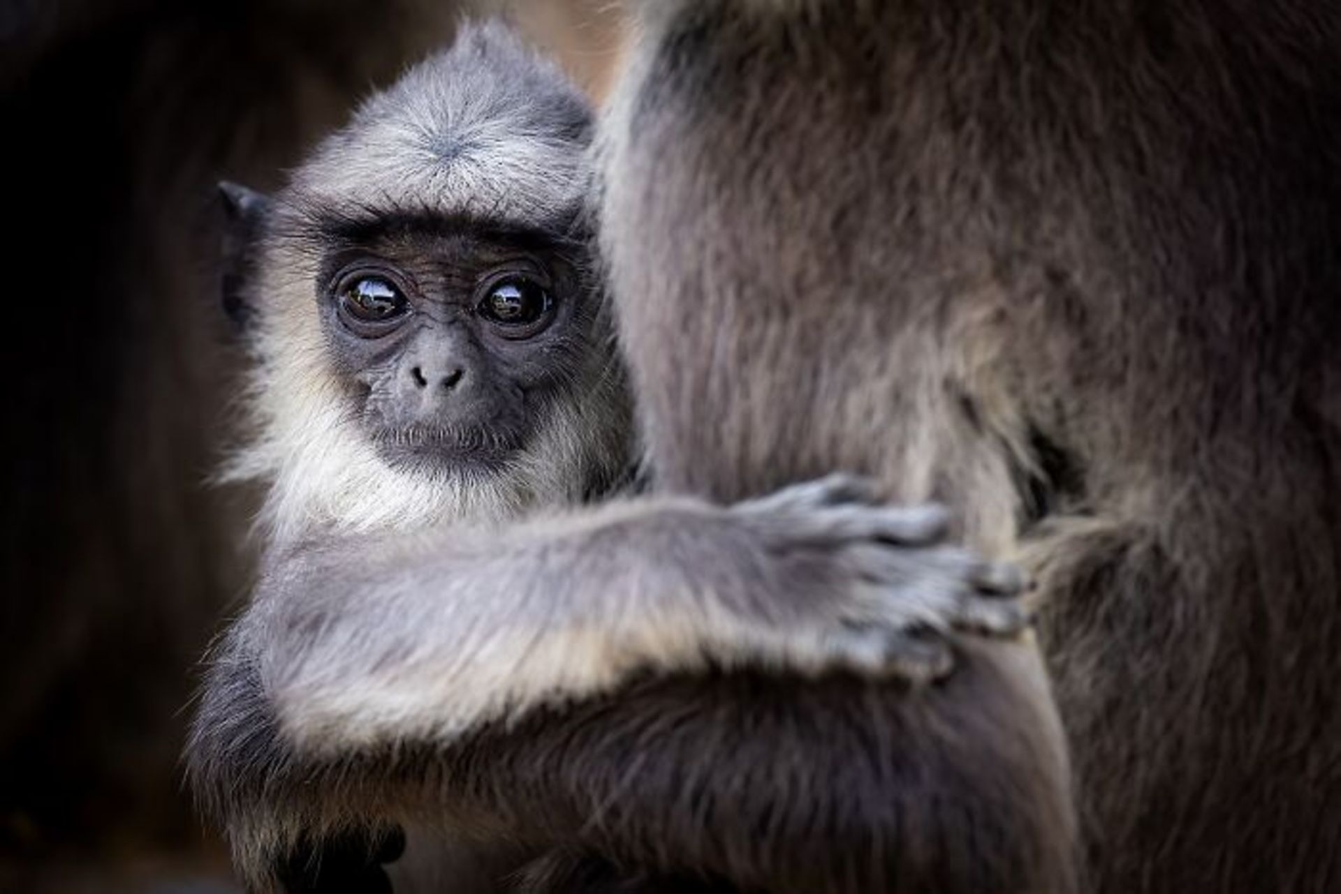 بچه میمون درازدست و مادرش