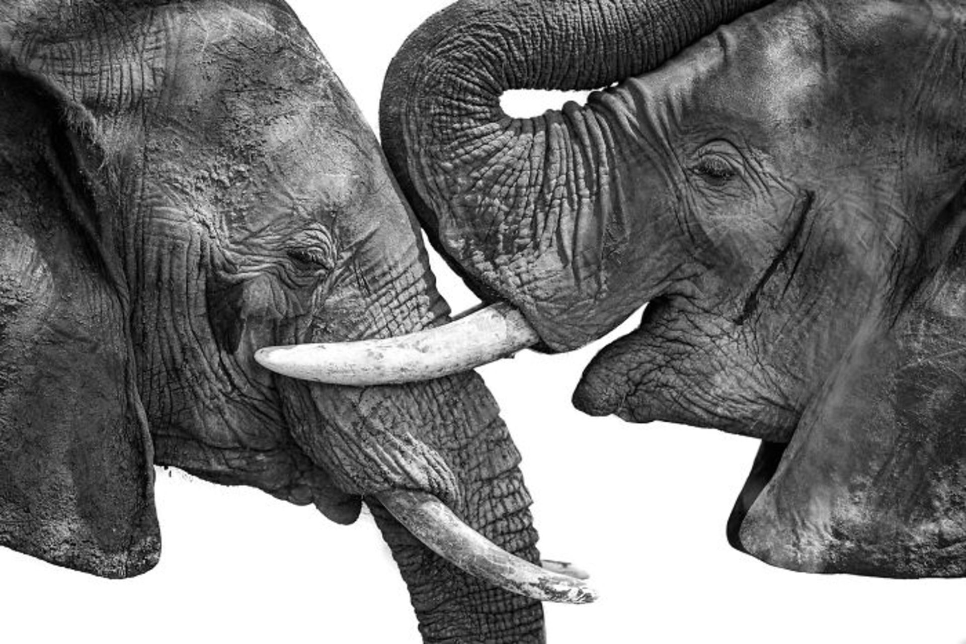 پرتره دو فیل