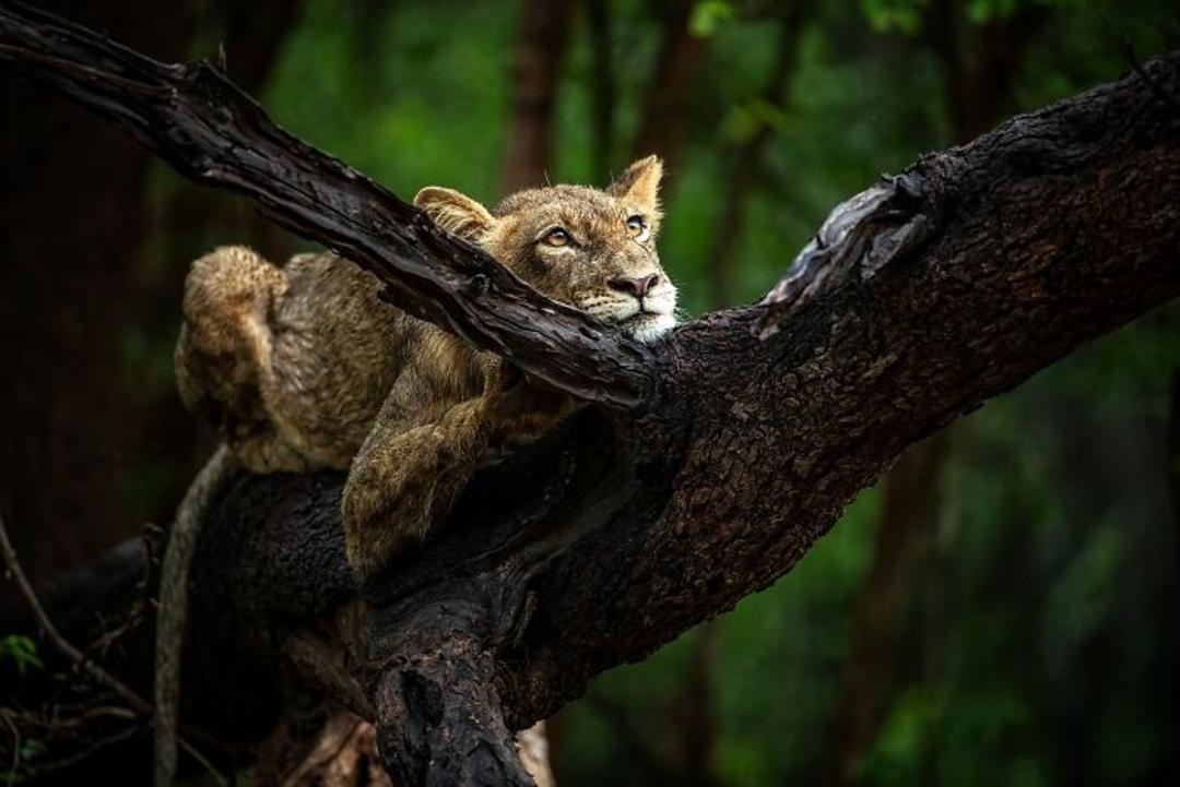 شیر روی درخت