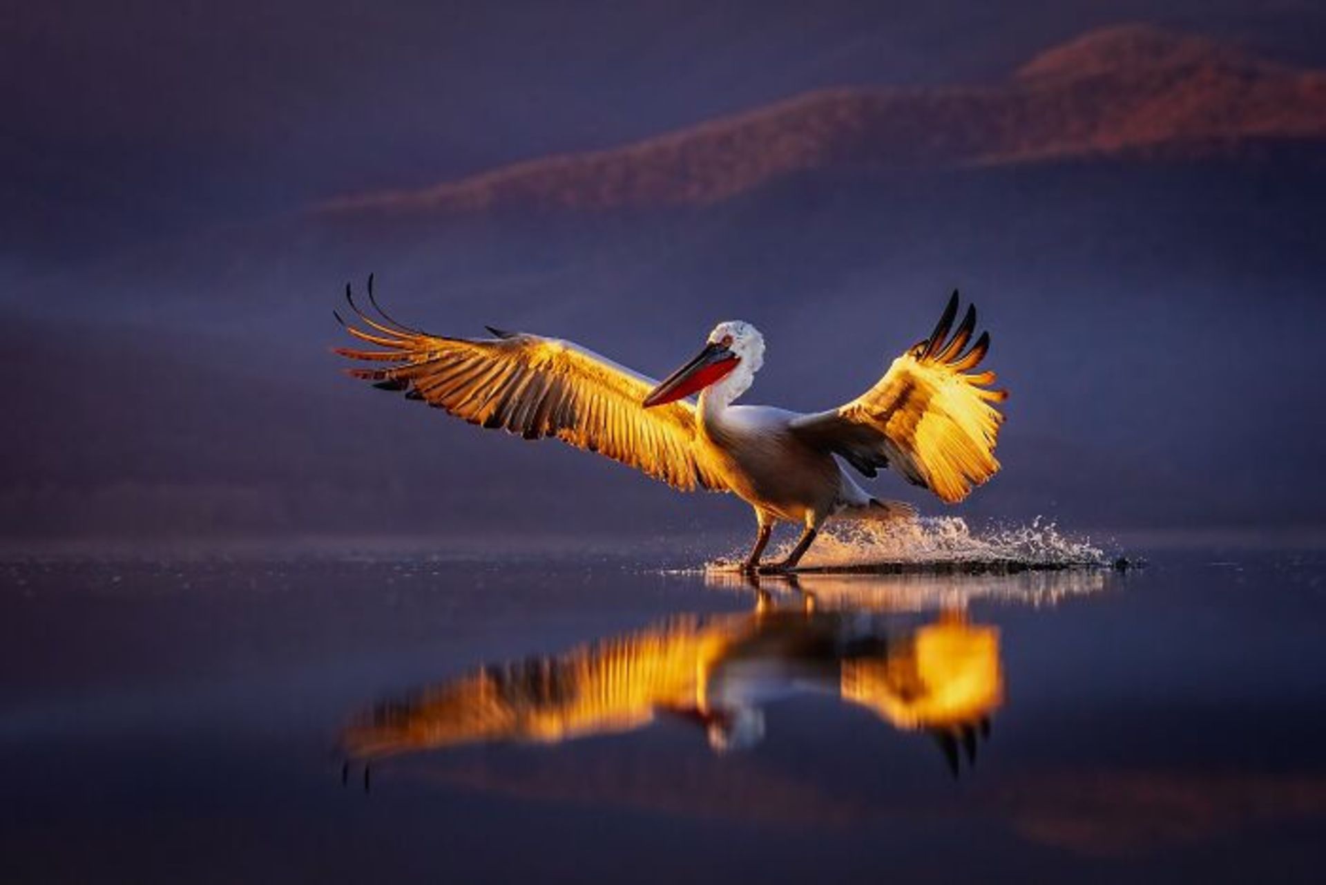 فرود پلیکان روی آب