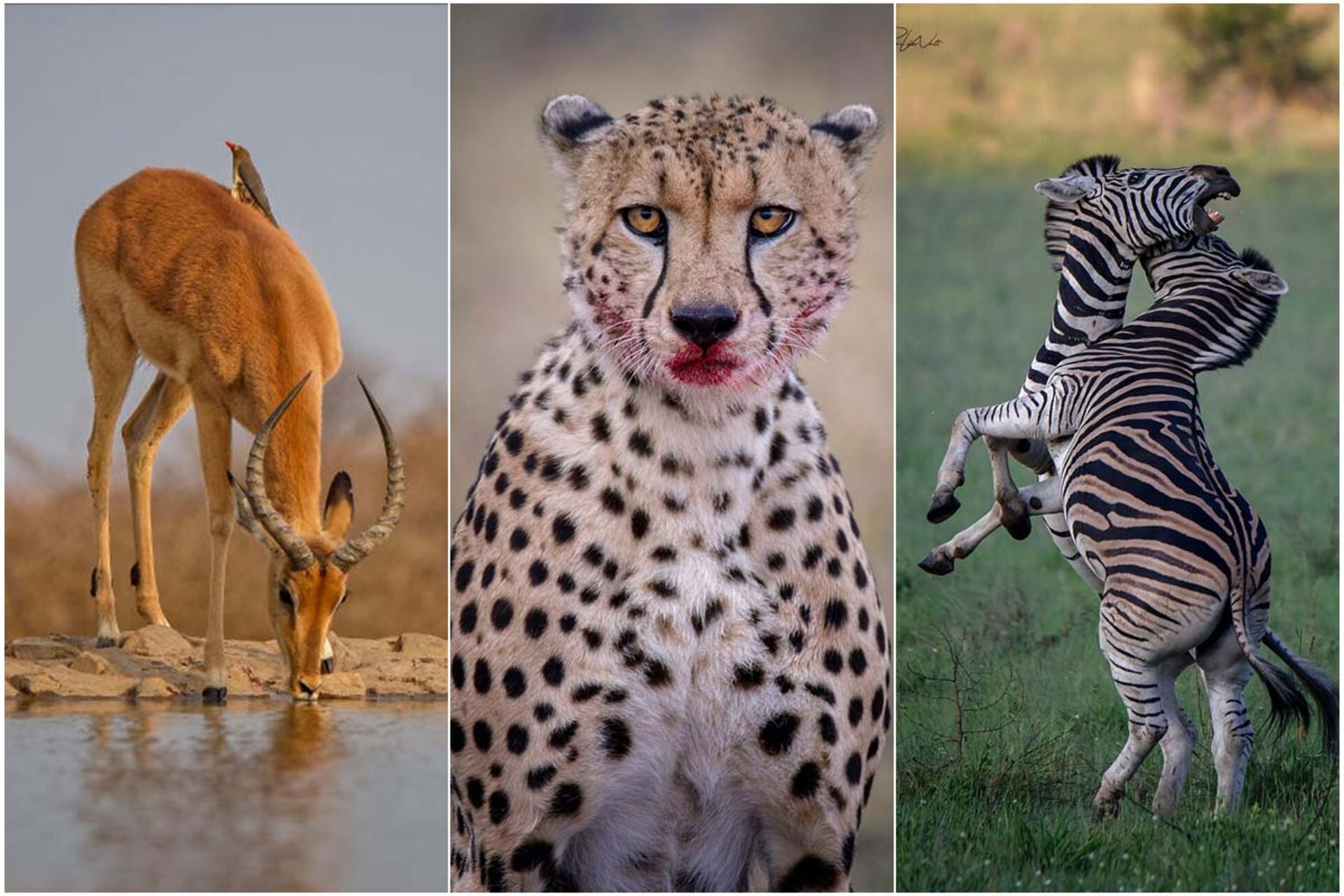 حیات وحش آفریقا