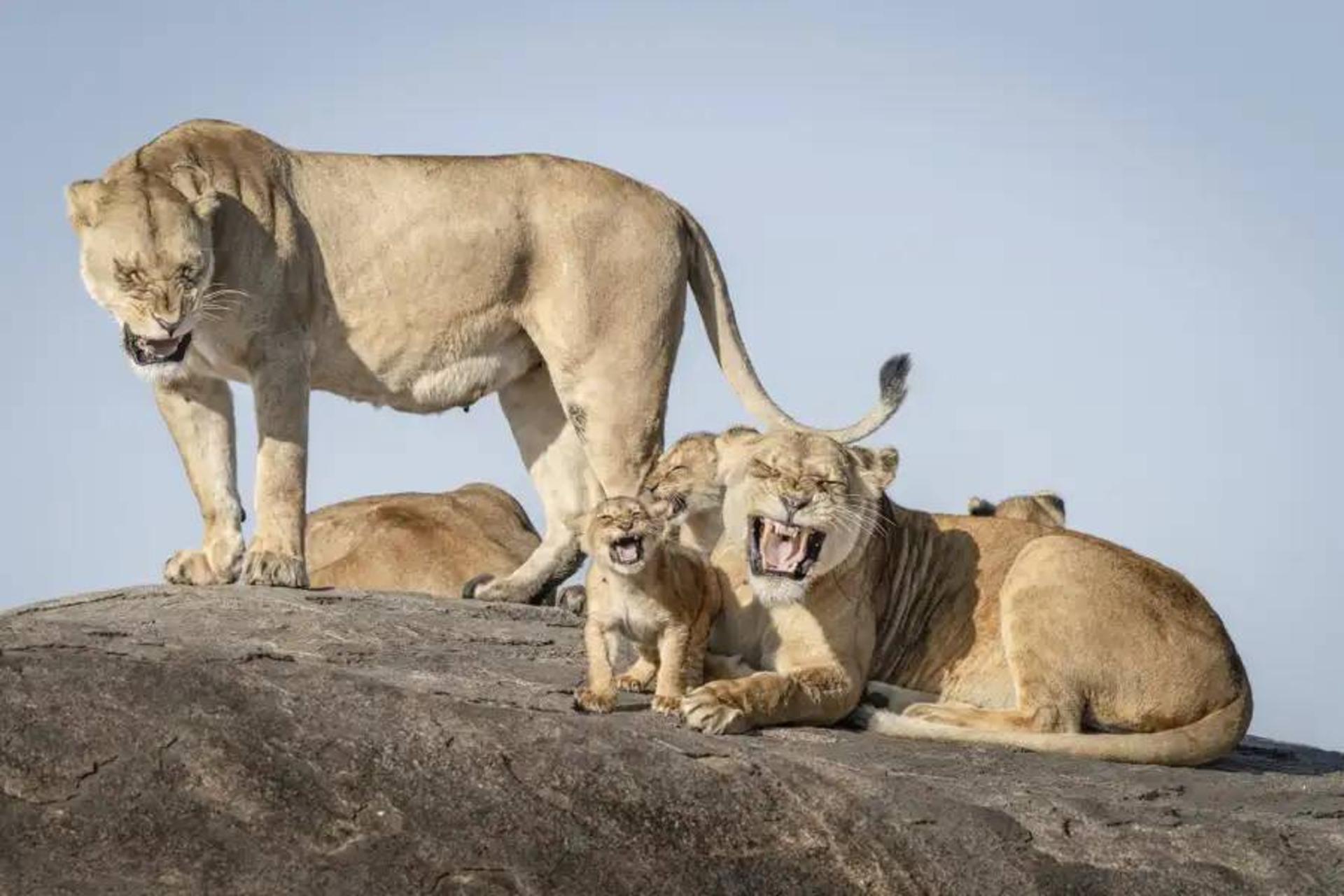 خانواده شیرها