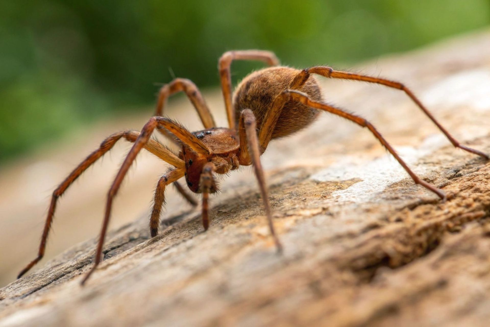 عنکبوت لوکسوسلس رکلوسا (Loxosceles reclusa) یا عنکبوت قهوه‌ای منزوی 