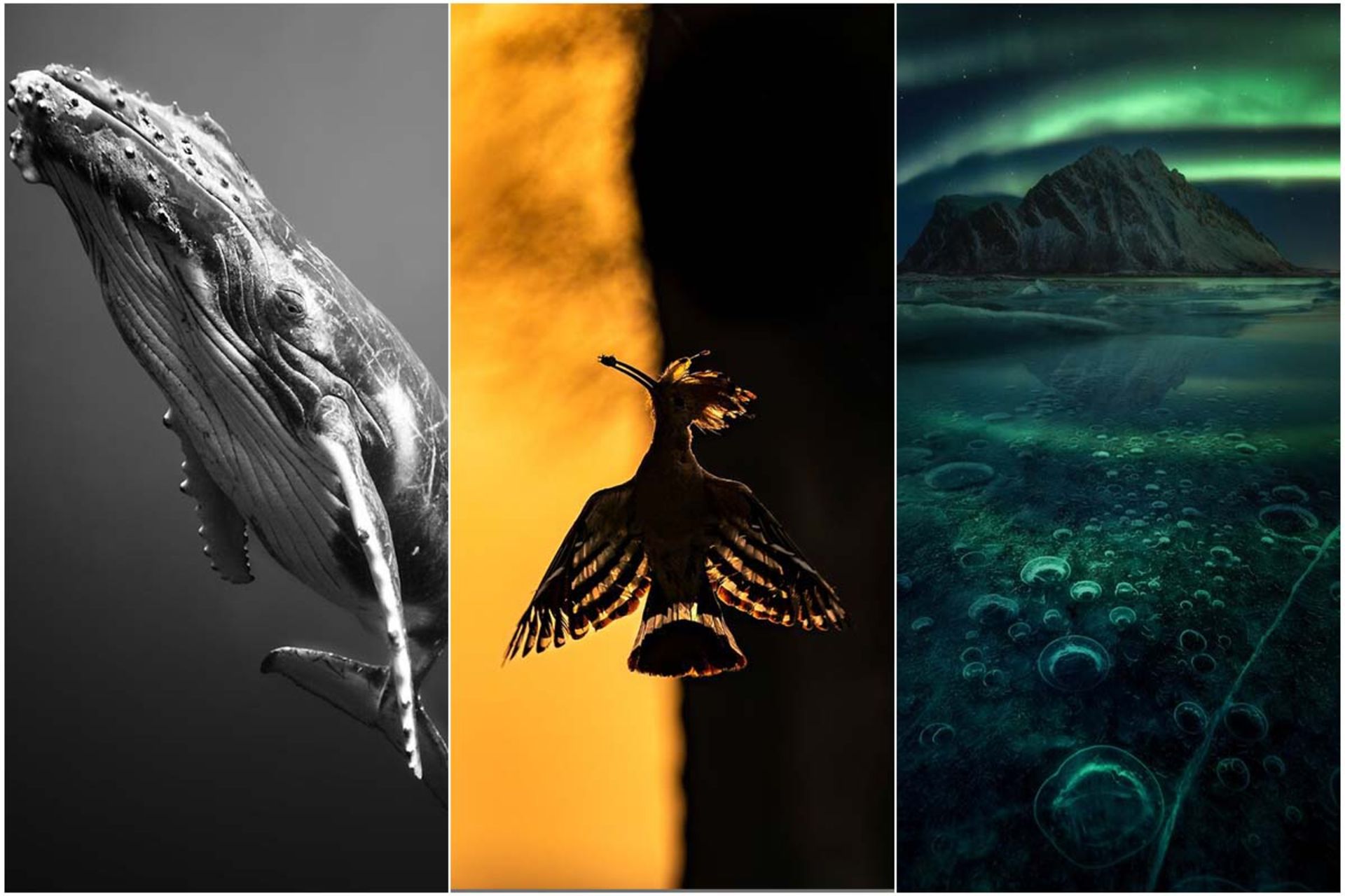 برندگان مسابقه عکاسی بین‌المللی بوداپست ۲۰۲۳