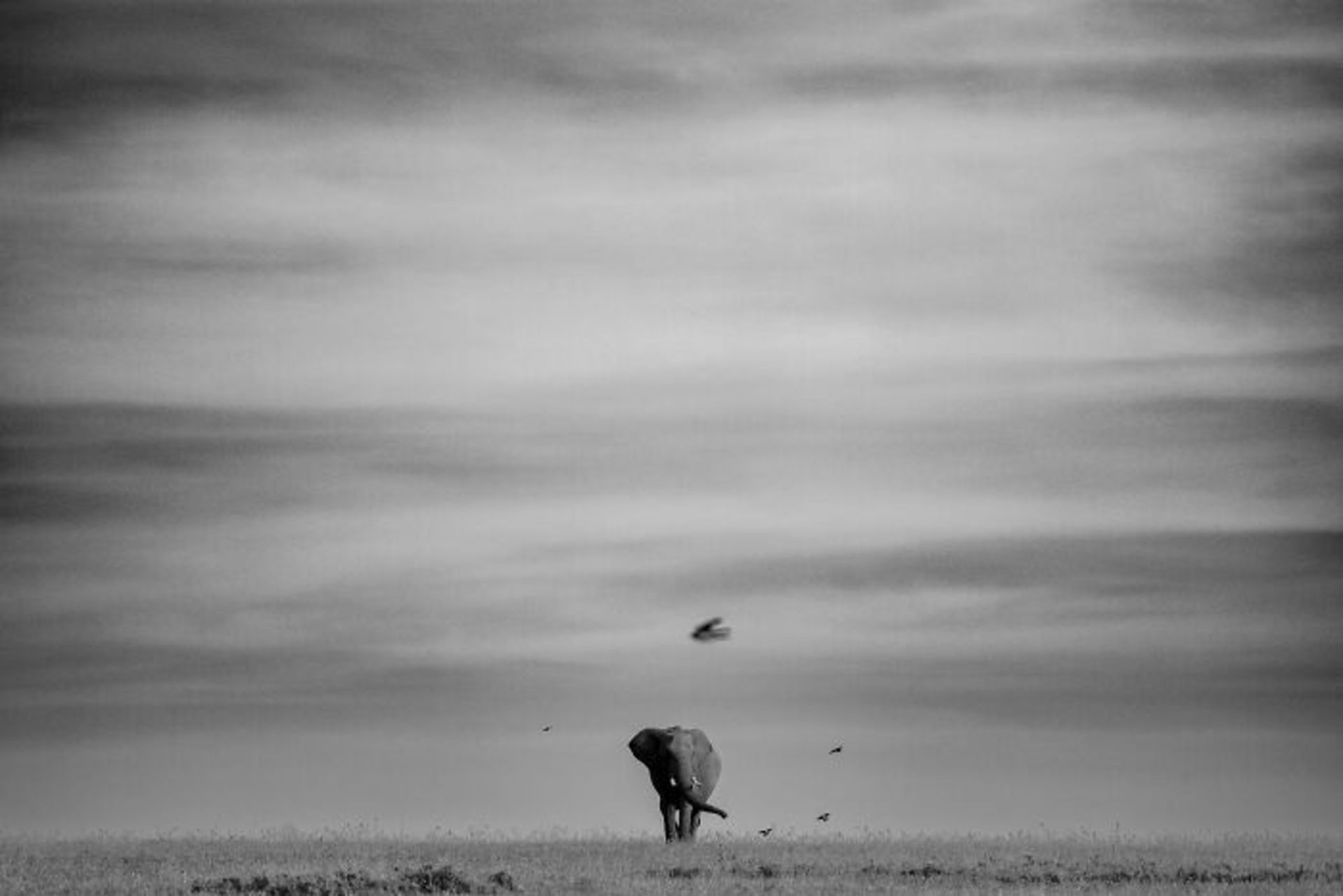 فیل آفریقایی