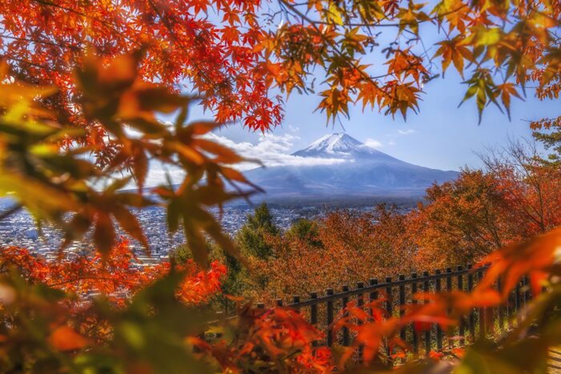 کوه فوجی برگ افرا