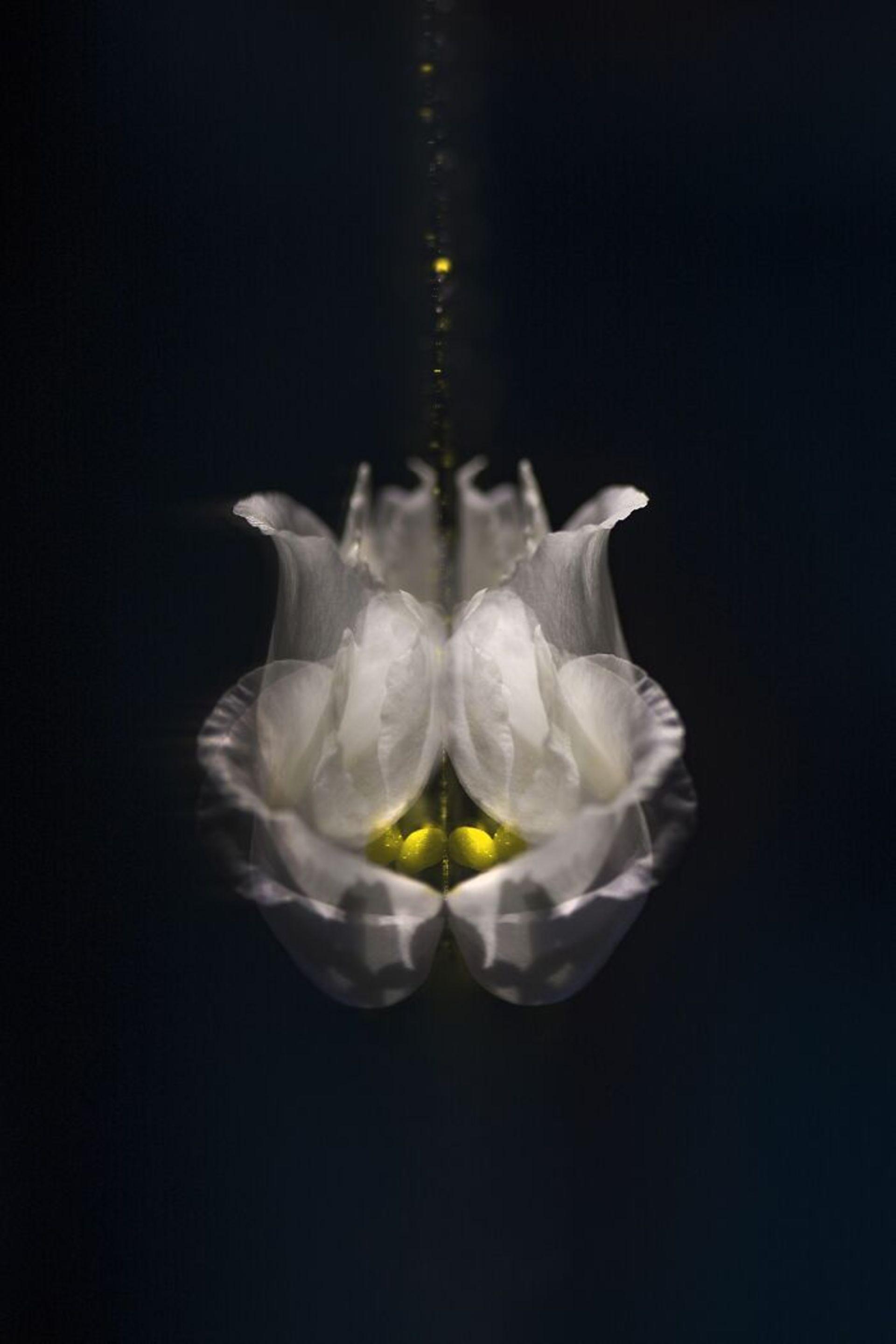 گلبرگ‌هایی که در عکاسی شبیه گل شده‌