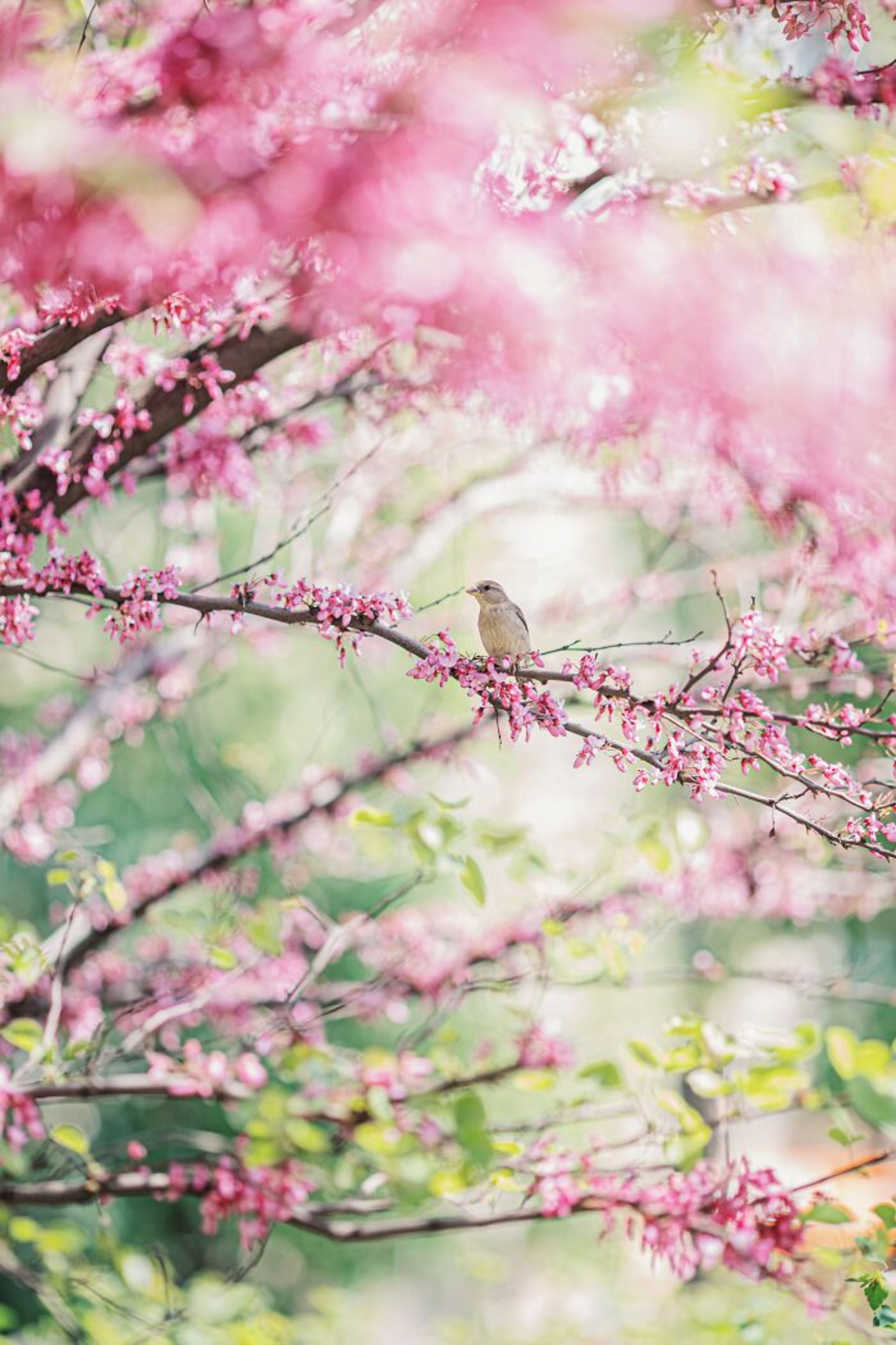 پرنده روی شاخه پر شکوفه صورتی