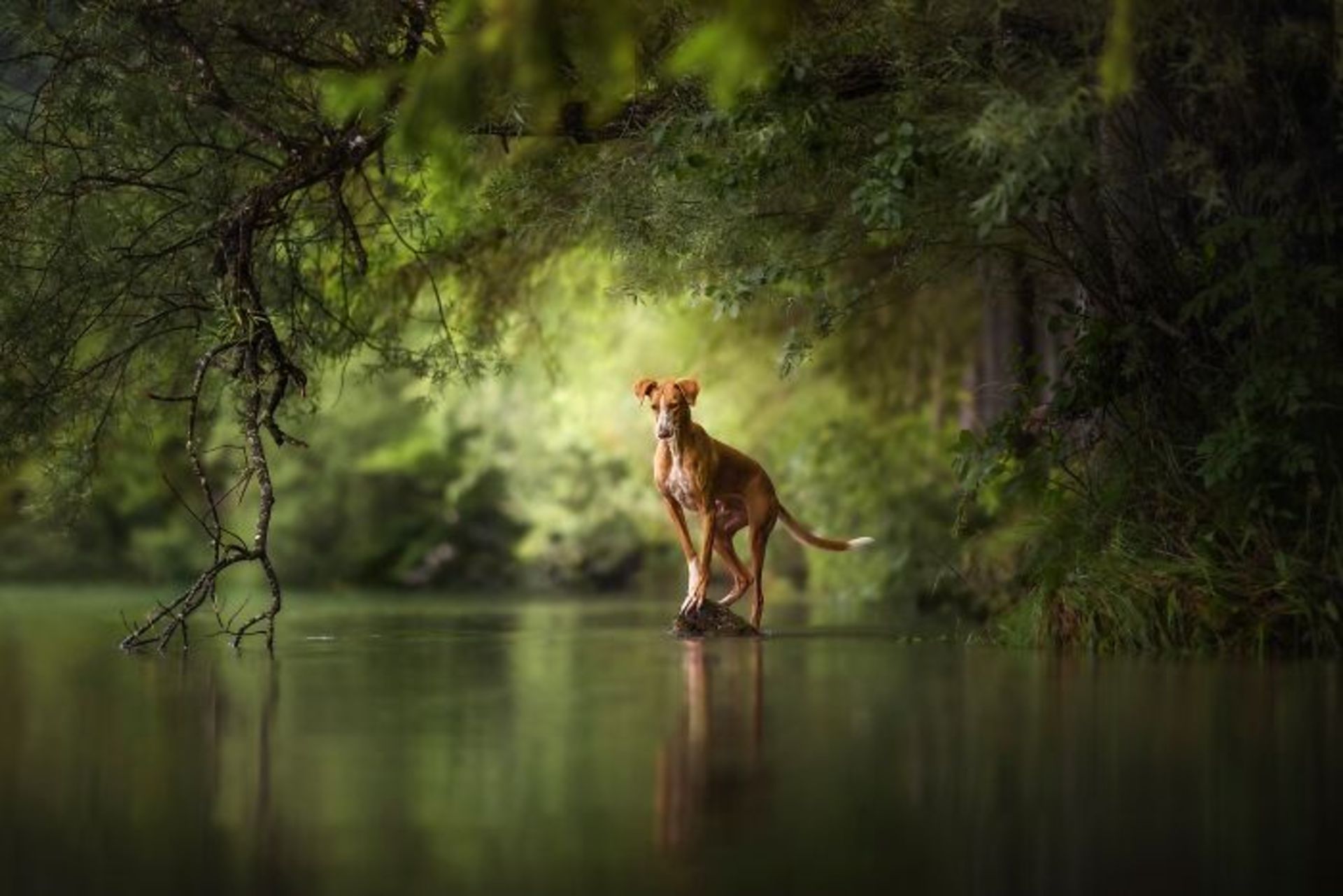 سگ دریاچه جنگل