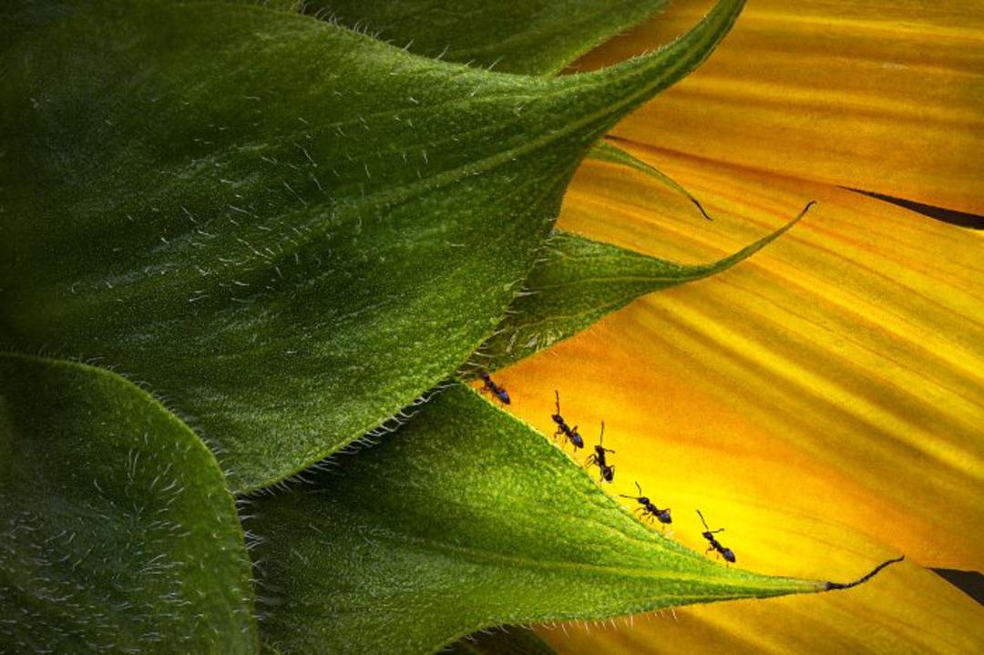 حرکت مورچه‌ها روی لبه برگ