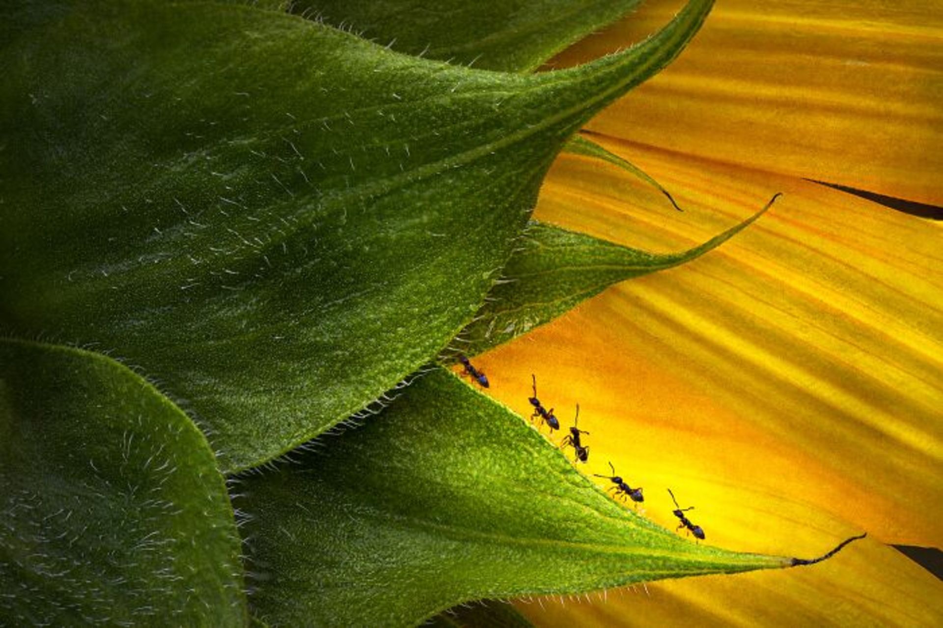 حرکت مورچه‌ها روی لبه برگ