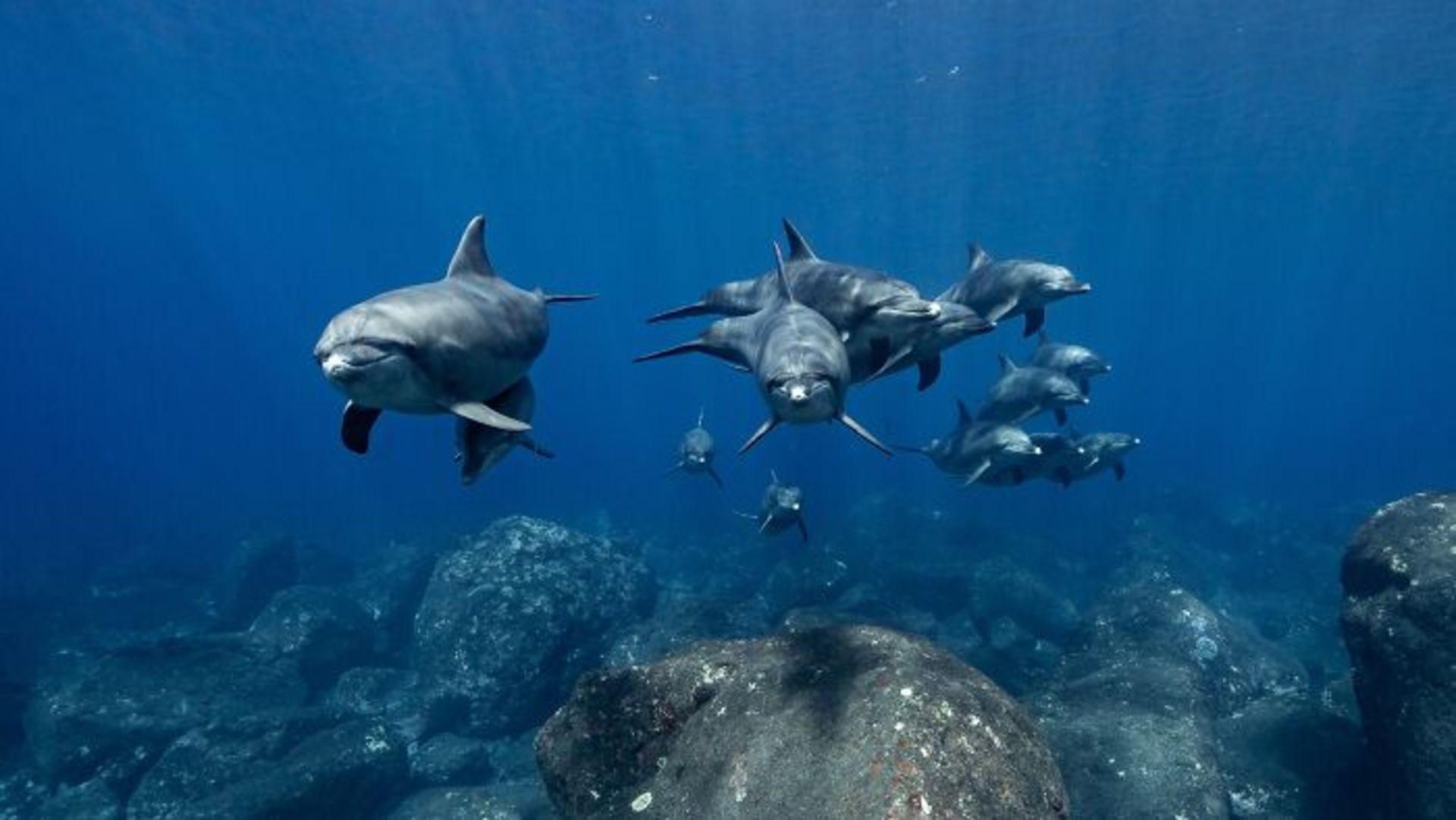 دسته دلفین‌ ها