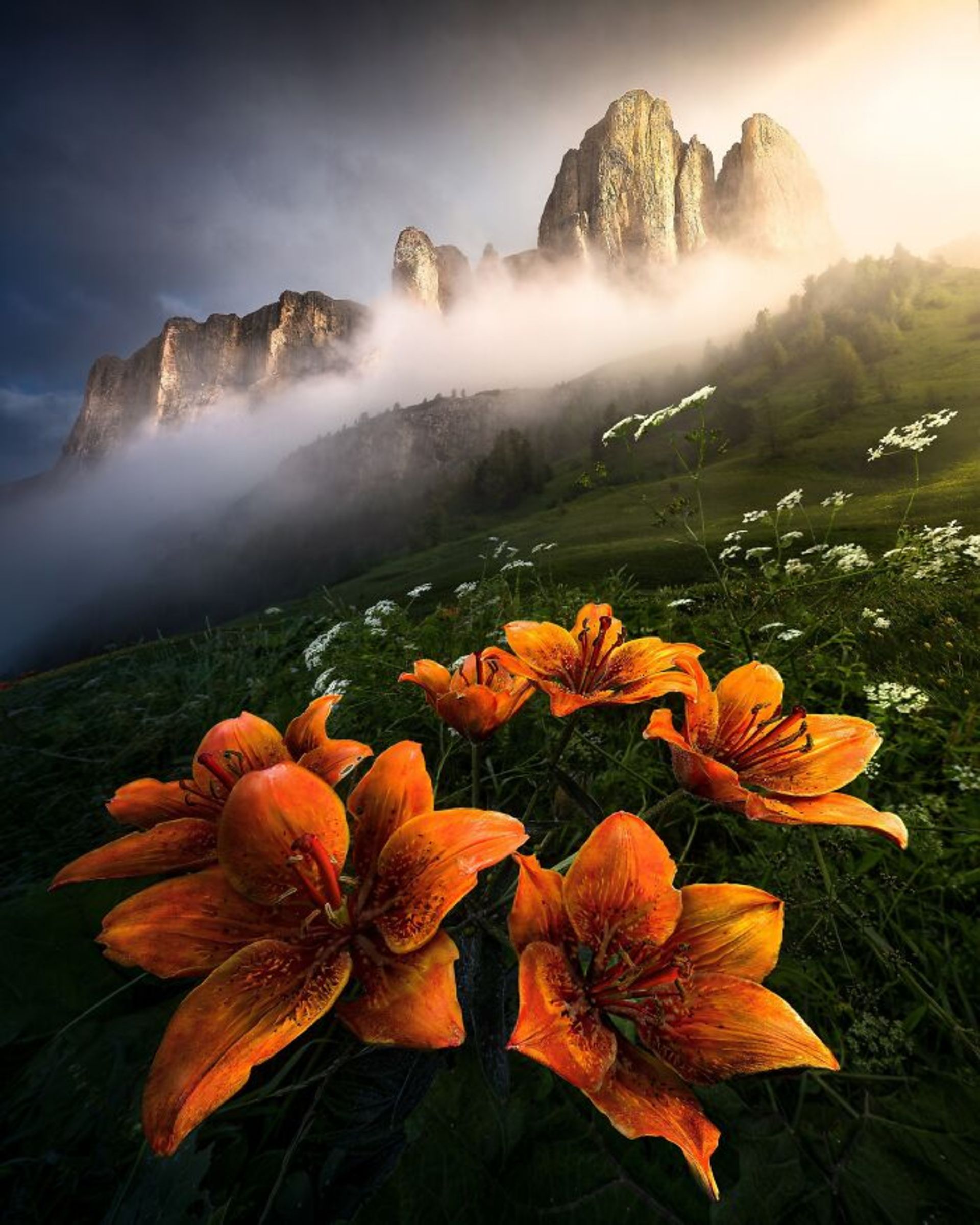 سوسن نارنجی در دره