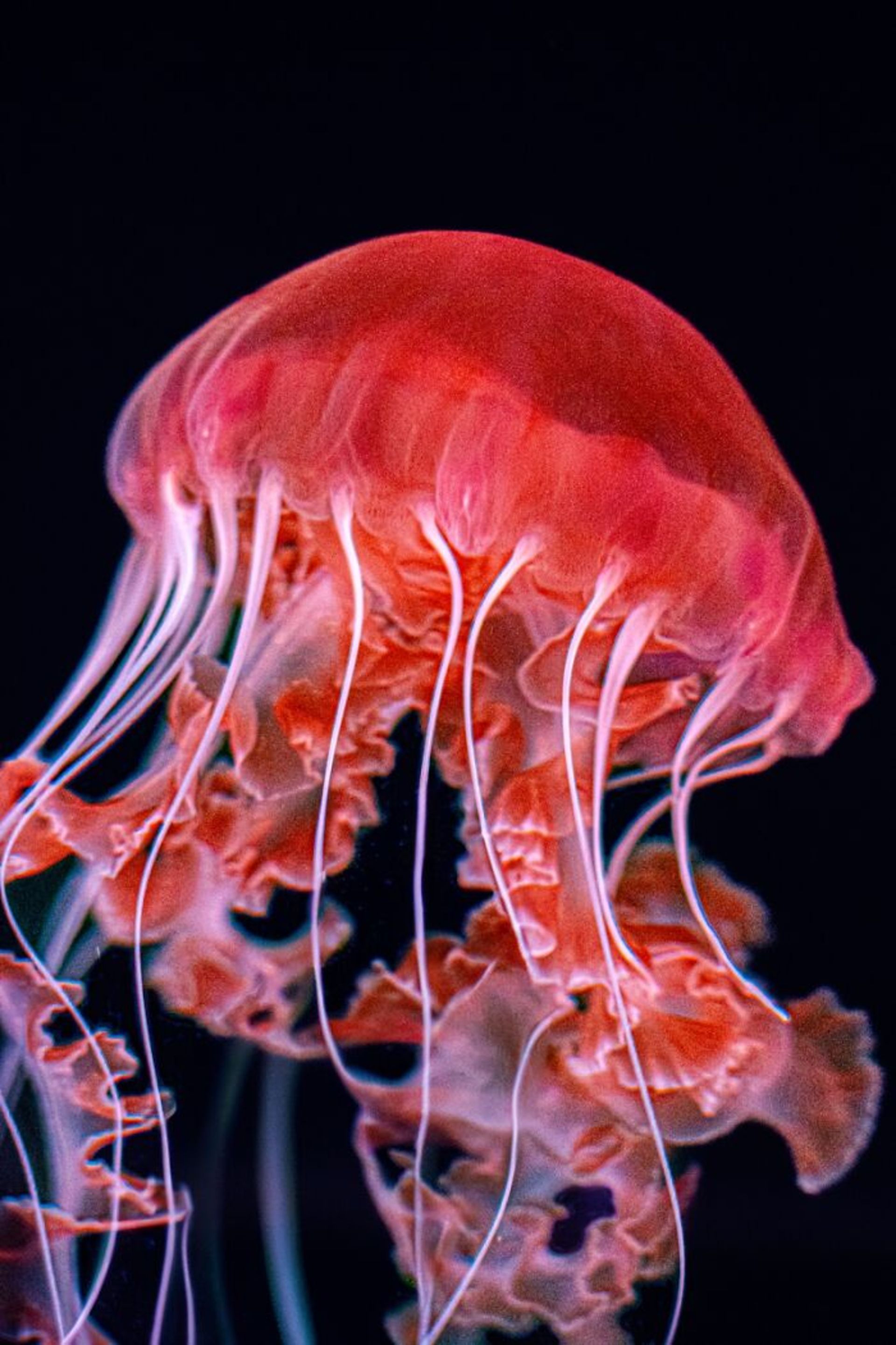 عروس دریایی نمای نزدیک