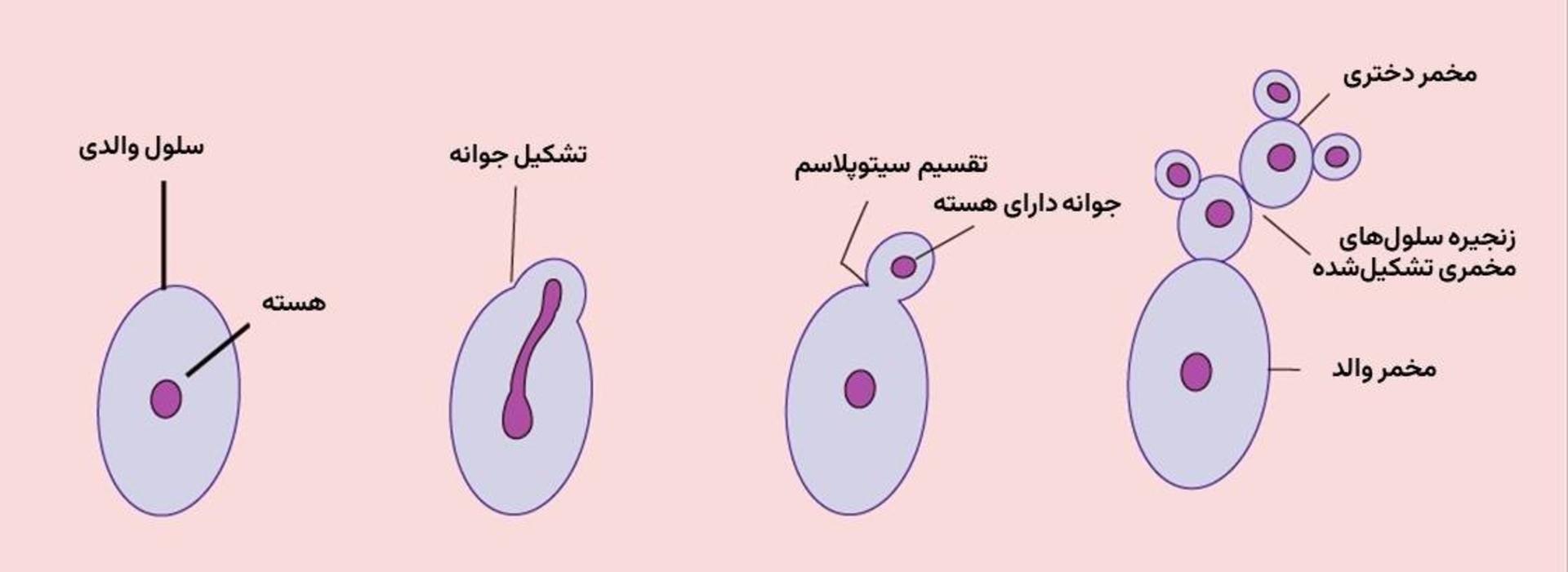 تولیدمثل مخمر