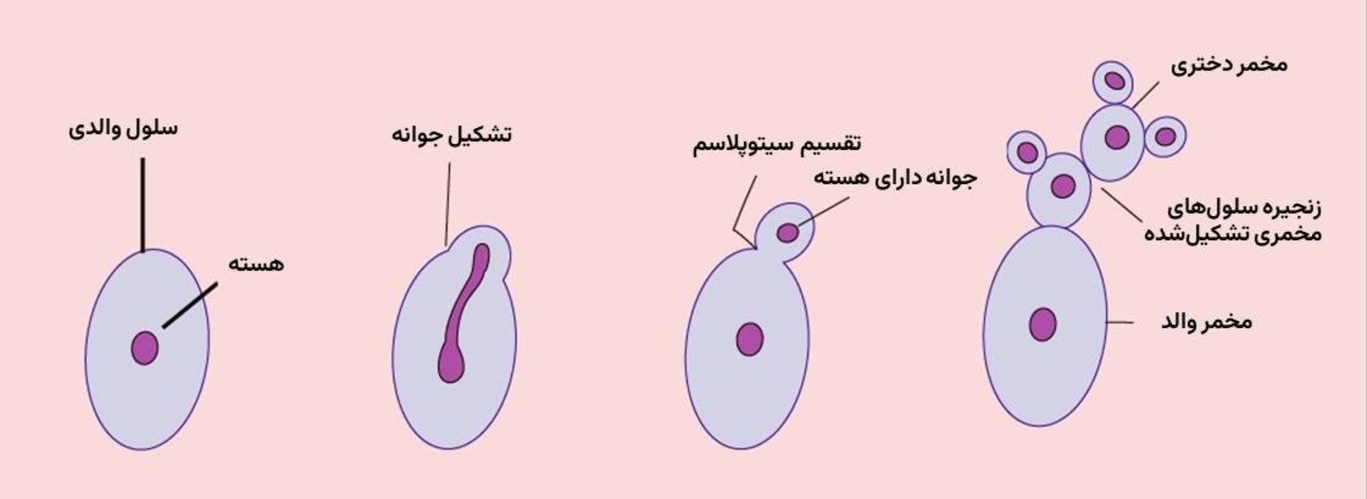 تولیدمثل مخمر