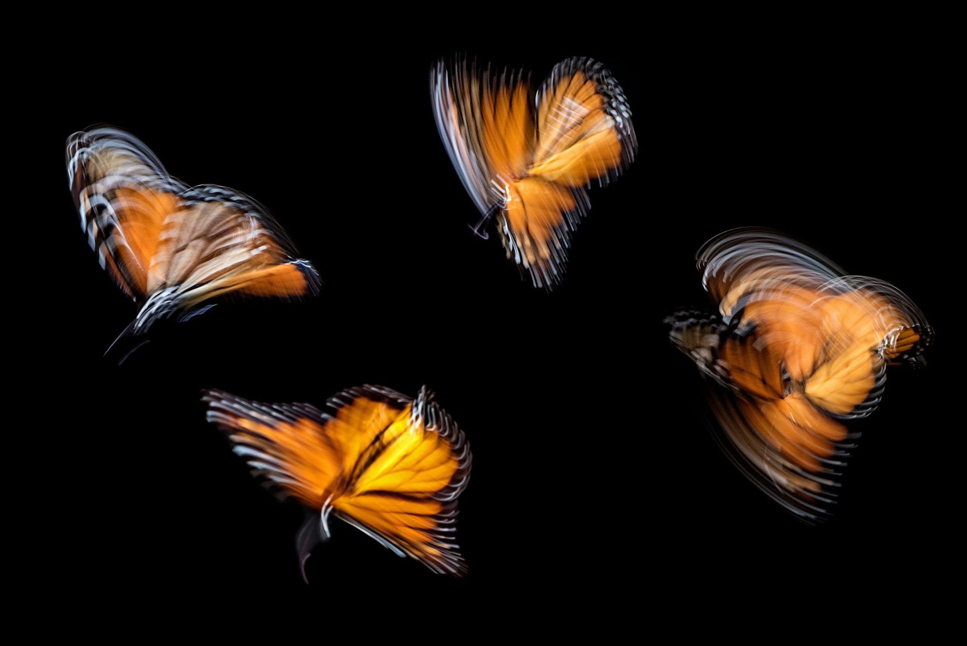 اثر پروانه‌ای / Butterfly Effect