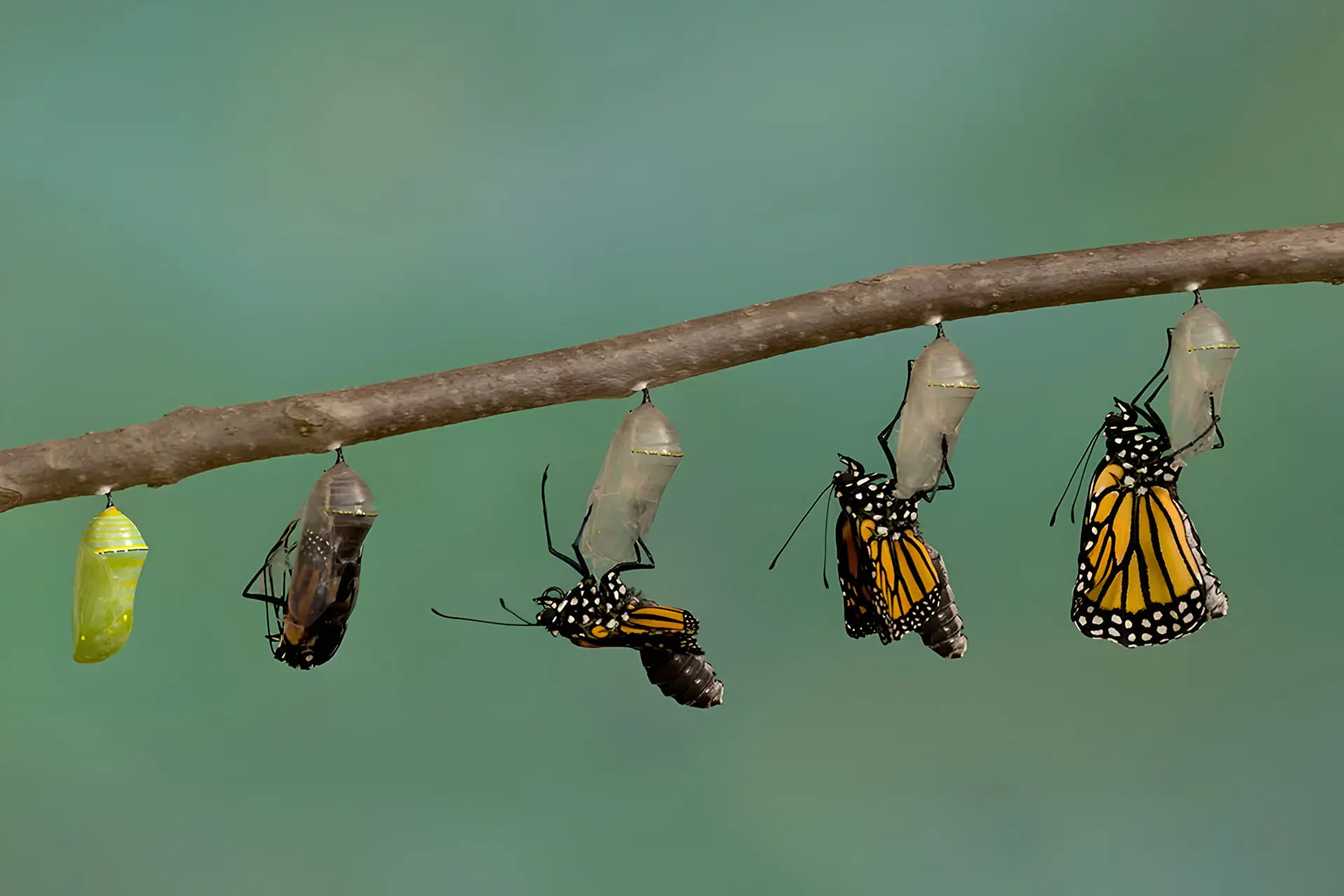 مراحل مختلف تبدیل شفیره به پروانه (Butterfly) روی یک شاخه