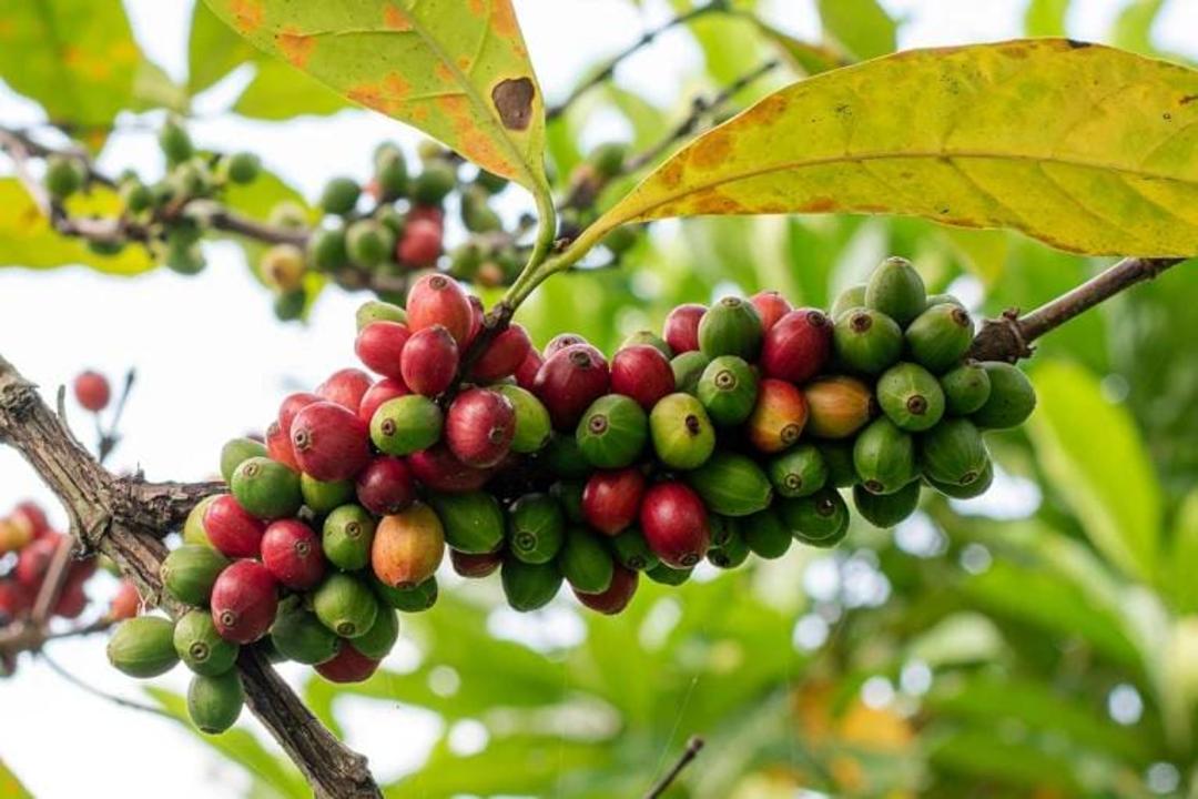 قهوه گونه لیبریکا 