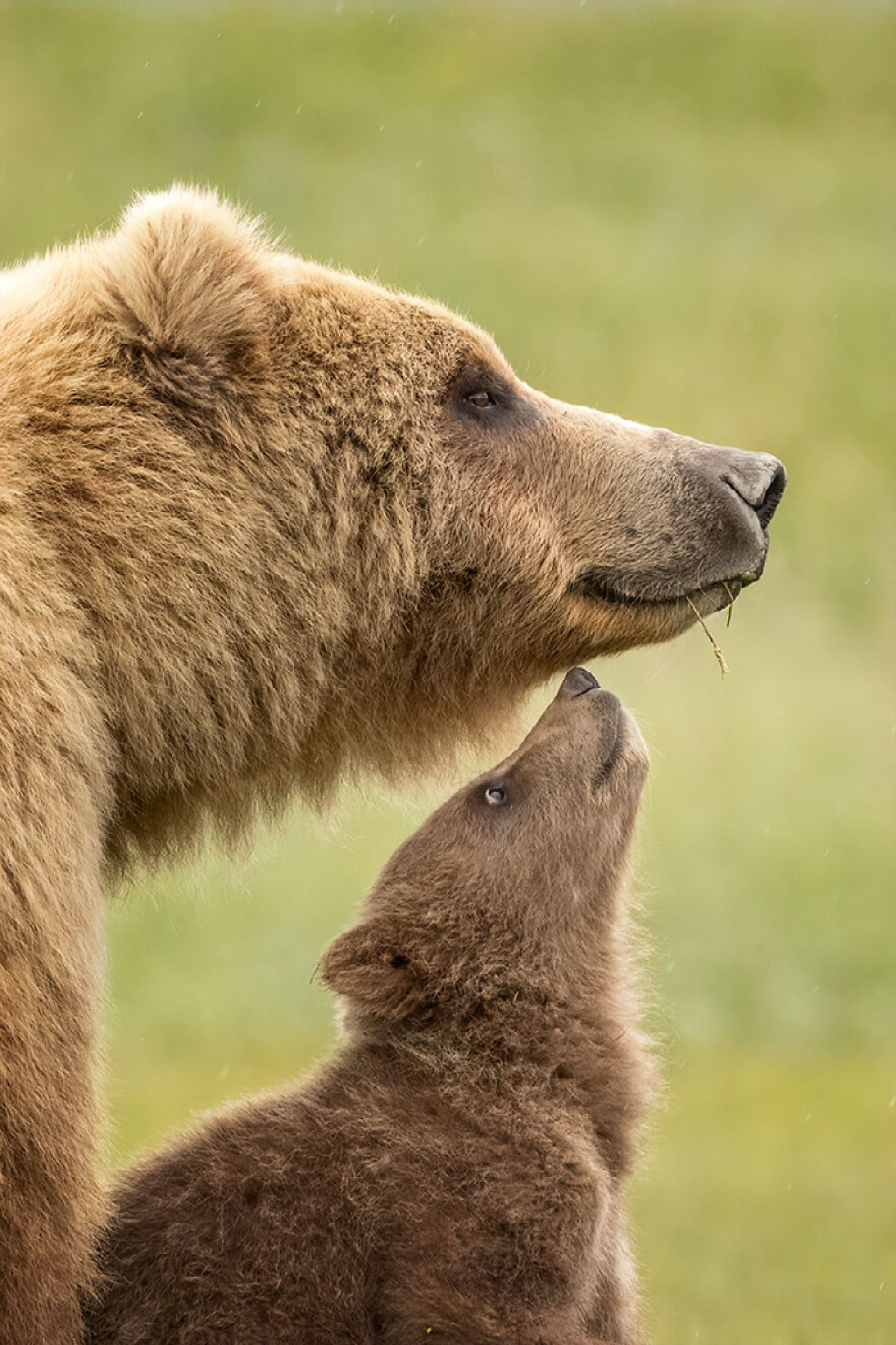 خرس قهوه‌ای مادر و فرزند