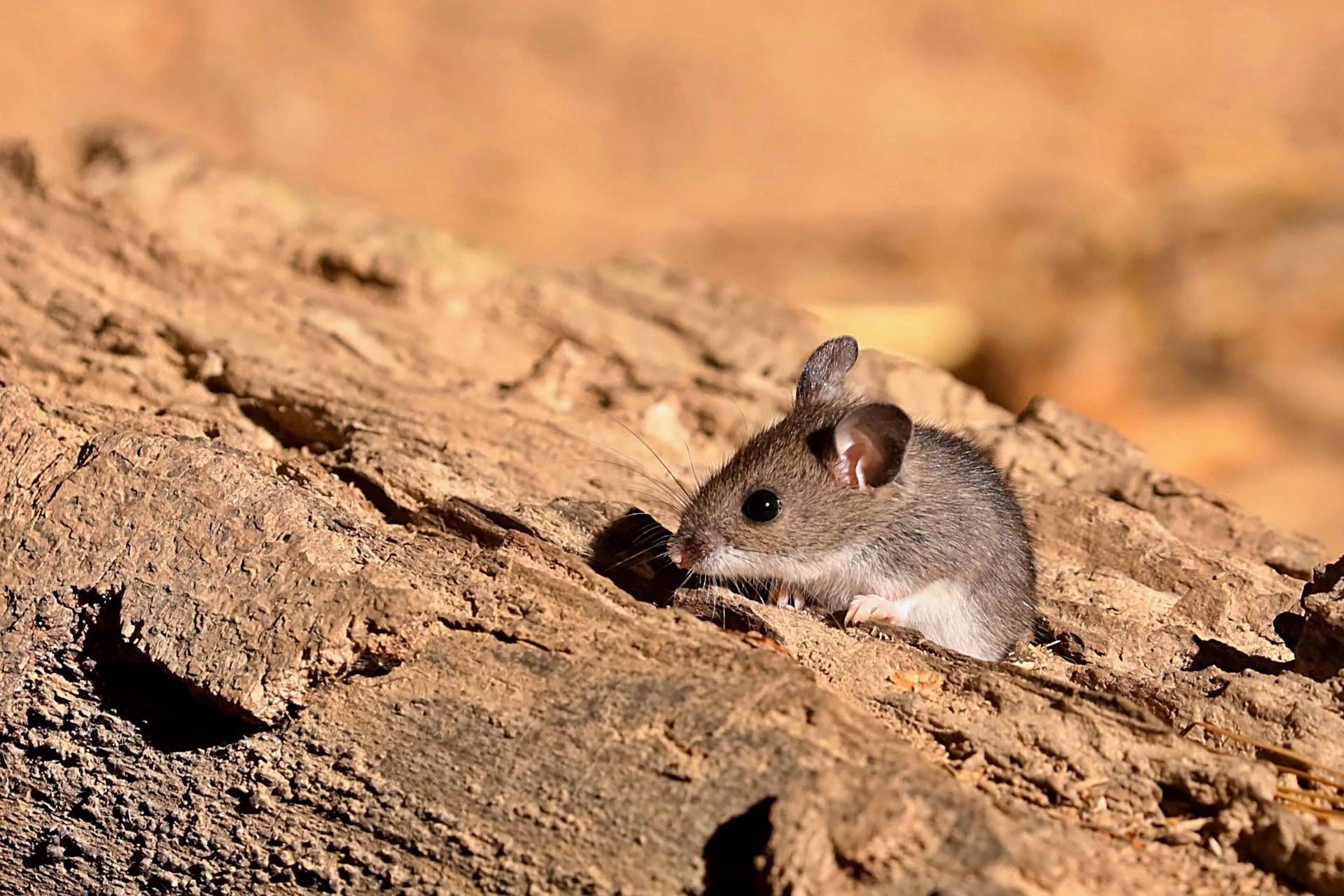 موش آهوی کالیفرنیا