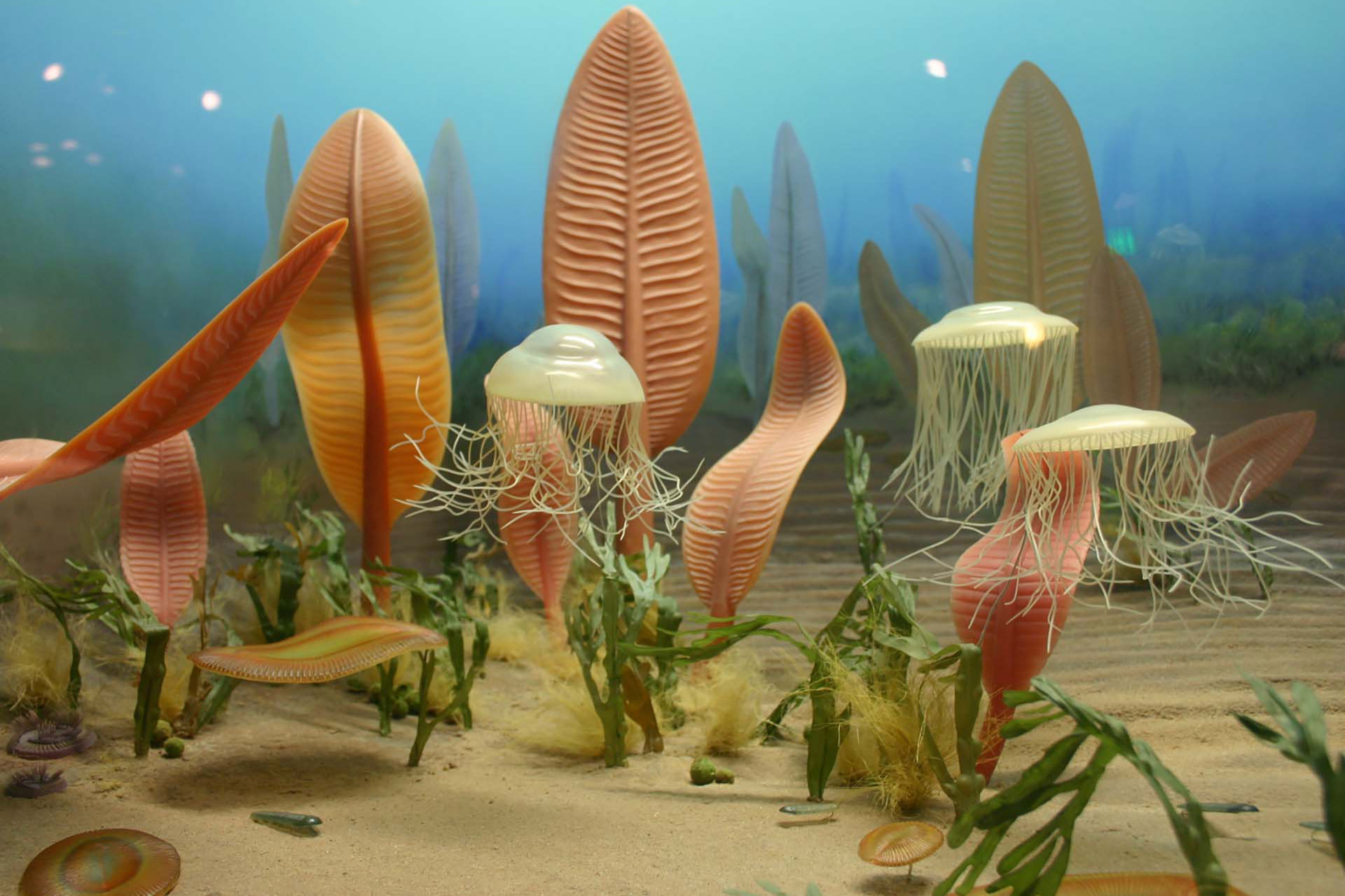 گازی سمی عامل نابودی نیمی از حیات دریایی در اولین انقراض جمعی زمین بود