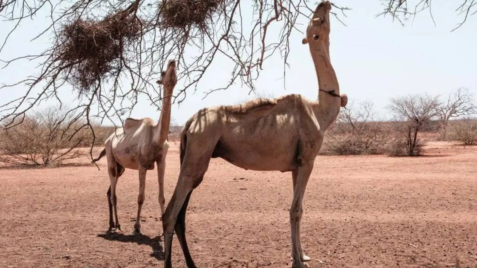 شتر