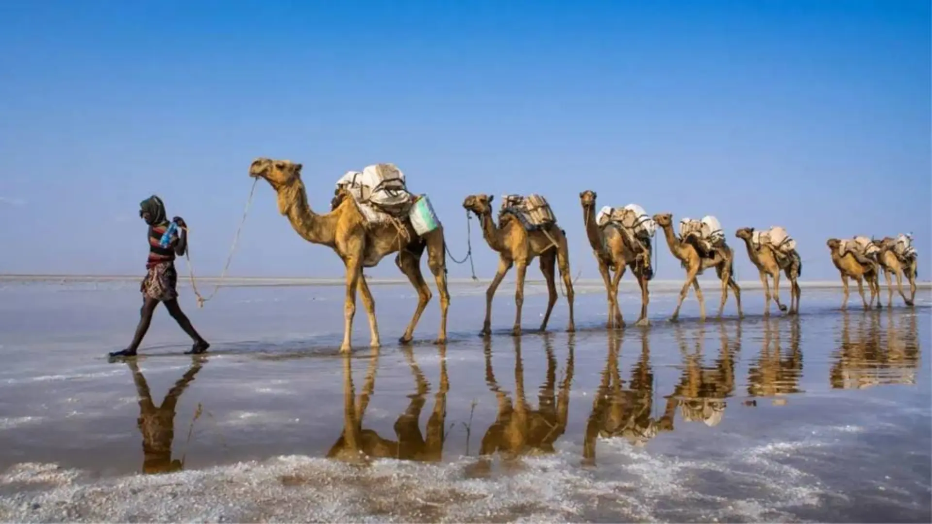 شترها درحال حمل بار نمک