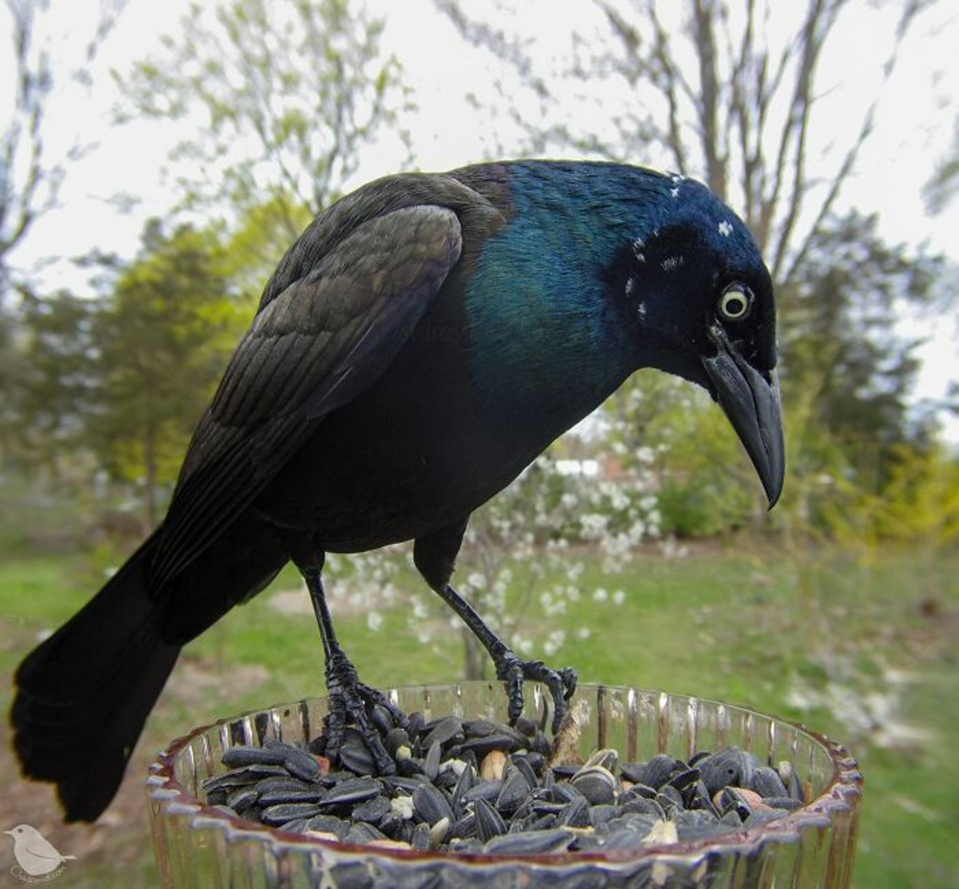 پرنده در حال غذا خوردن