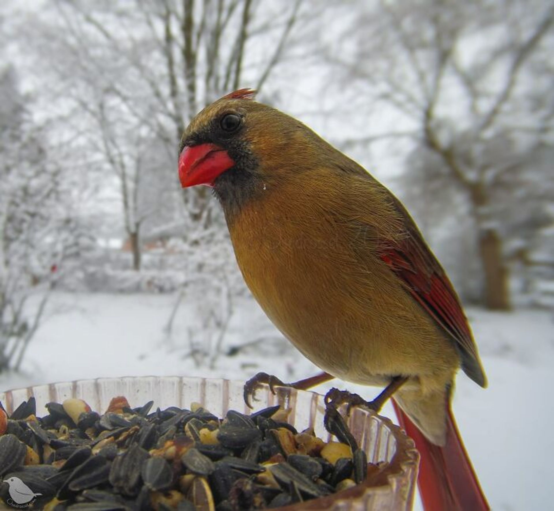 پرنده در حال غذا خوردن