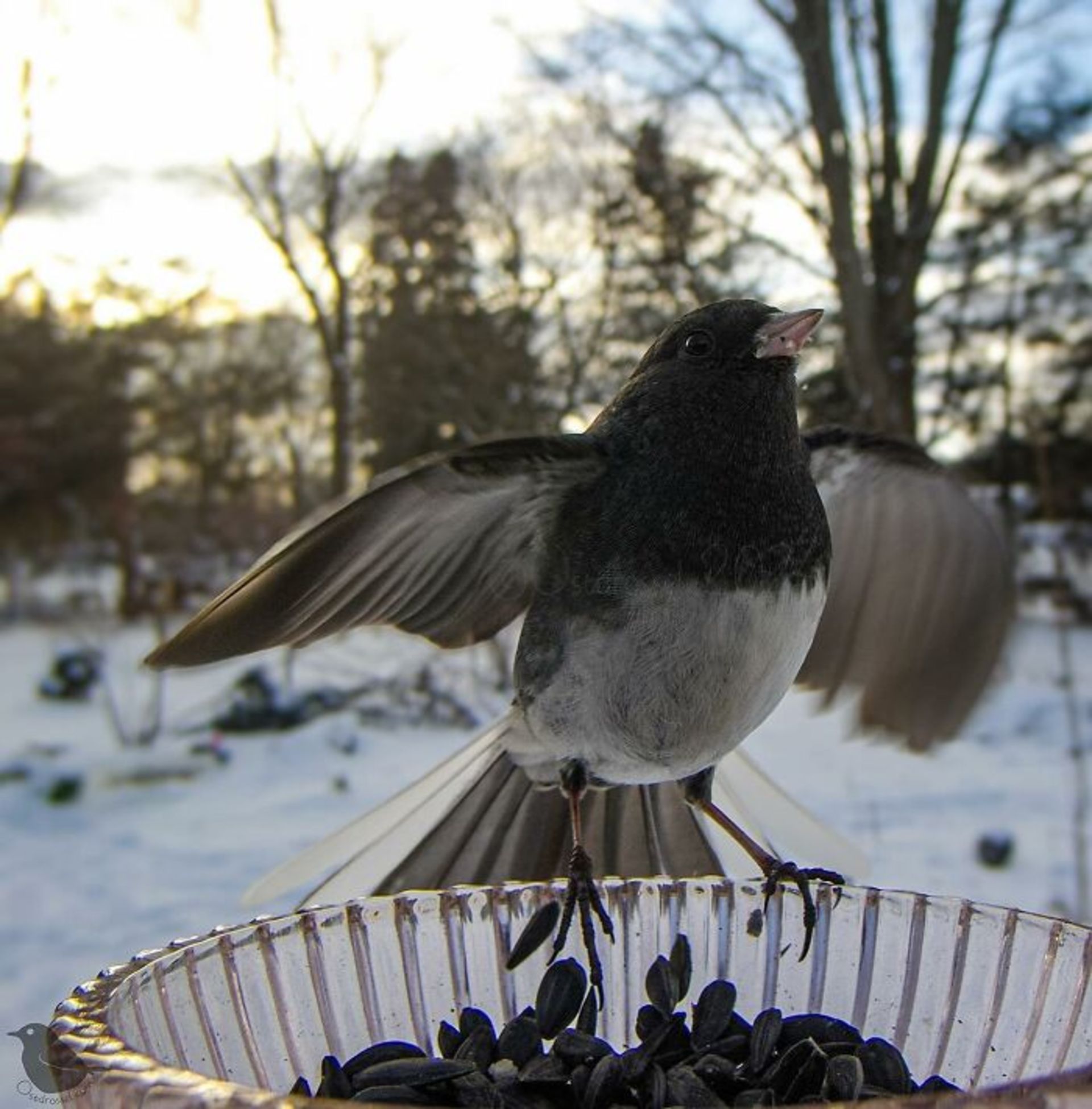 پرنده در حال غذا خوردن