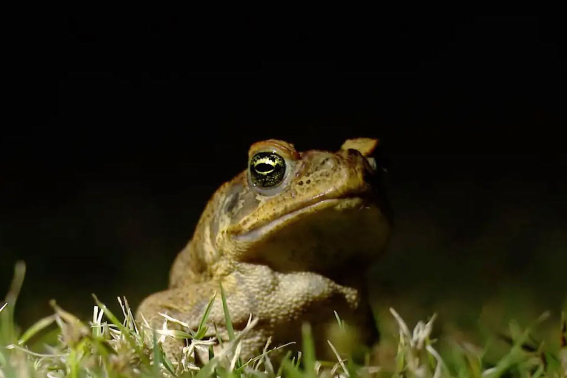 وزغ‌ نیشکر (Rhinella marina) 