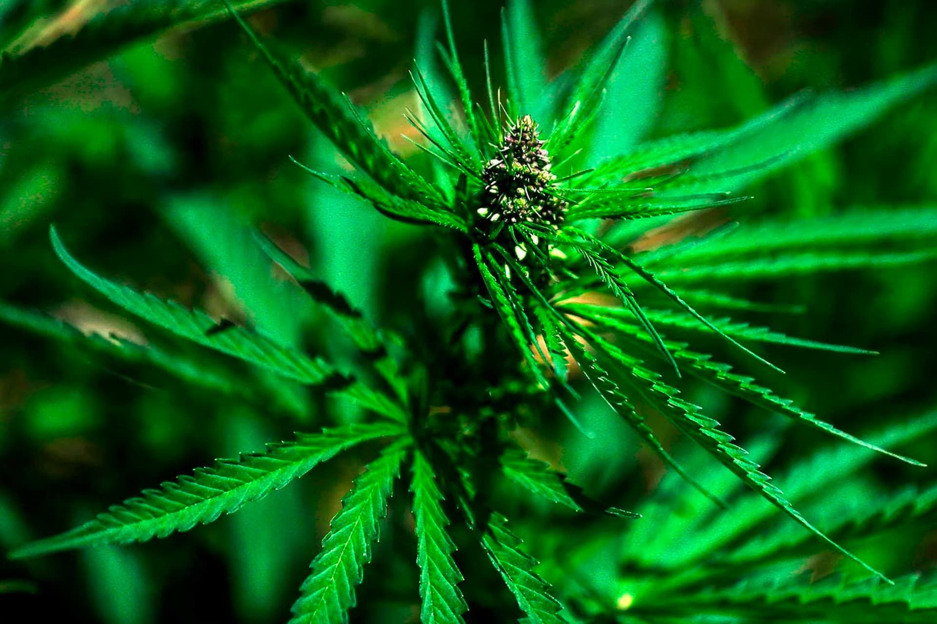 گیاه ماری جوآنا شاهدانه از نمای نزدیک