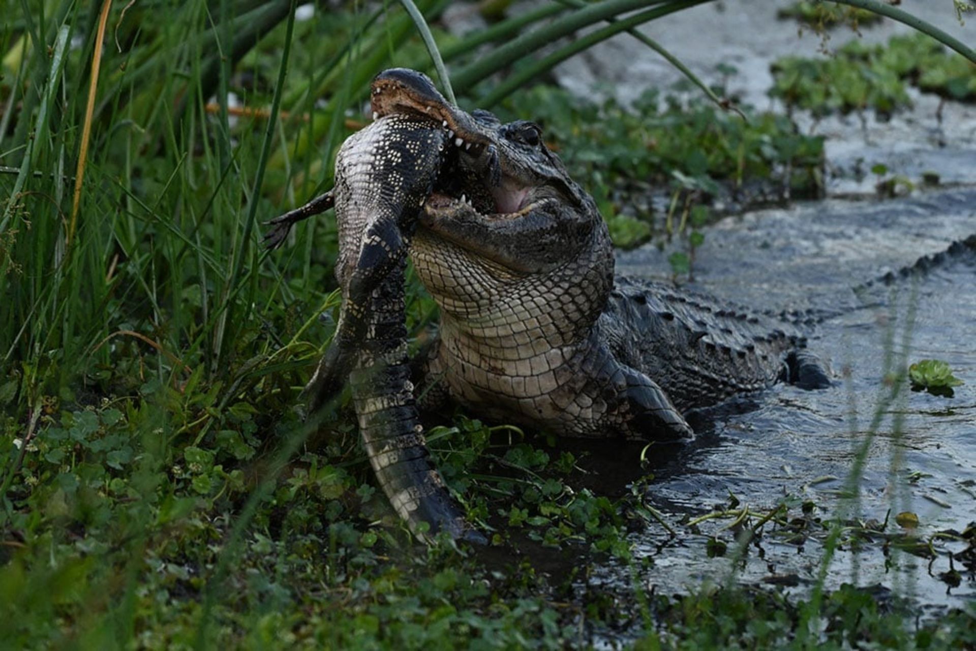 هم‌نوع‌خواری تمساح